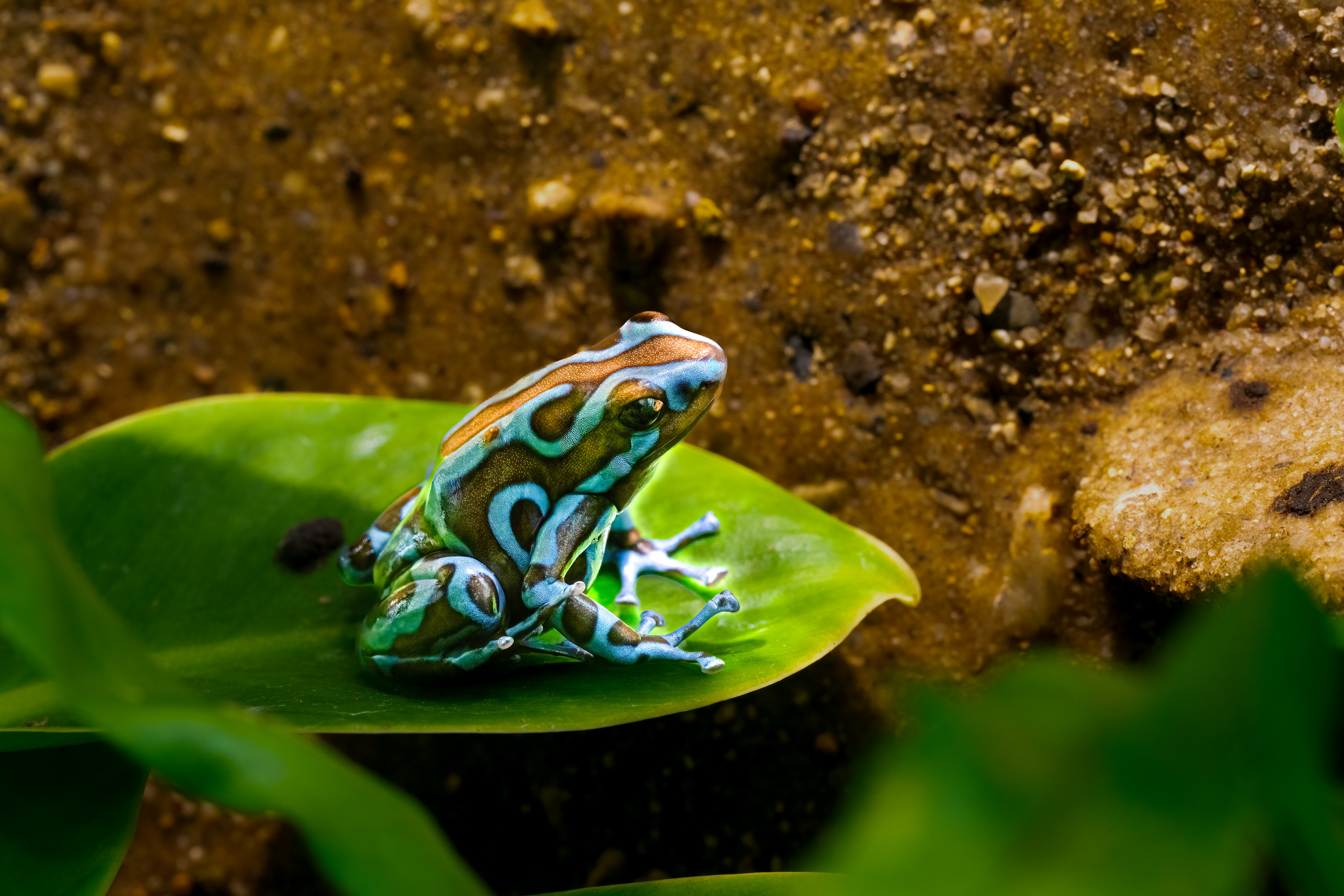Pralesnička batiková "Super blue" (Dendrobates auratus "super blue"), 08/2024