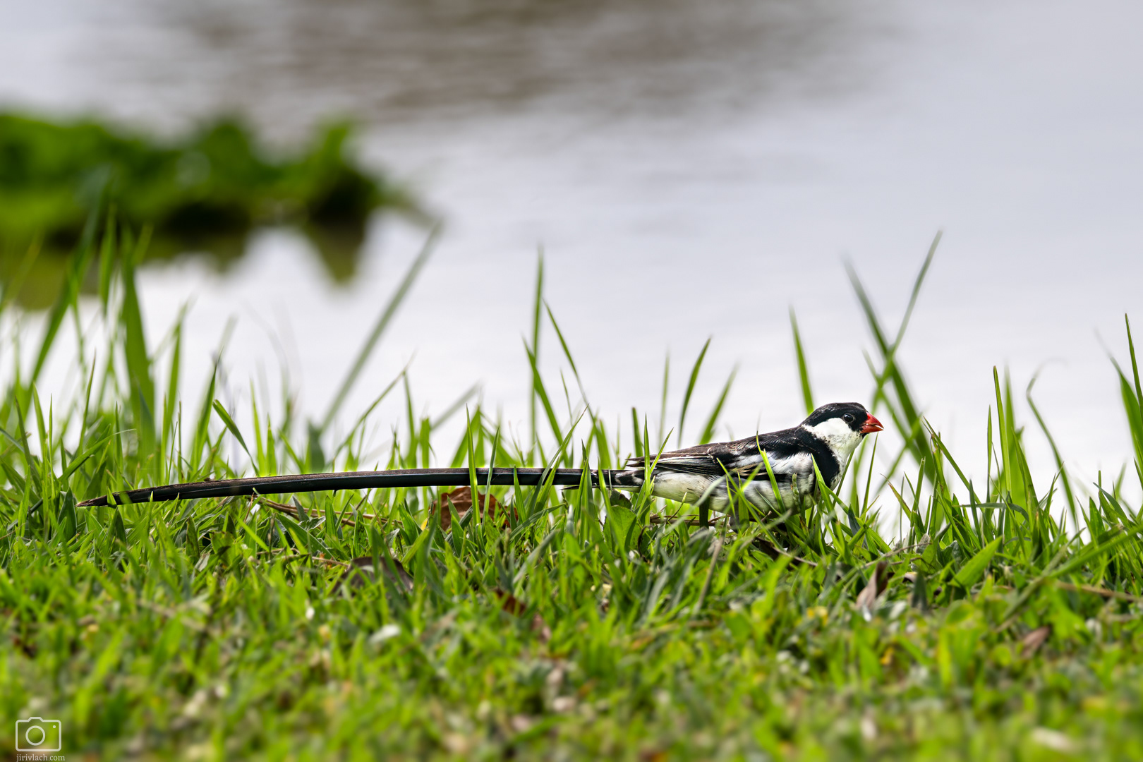 Vdovka černobílá (Vidua macroura), Kenya, 12/2025