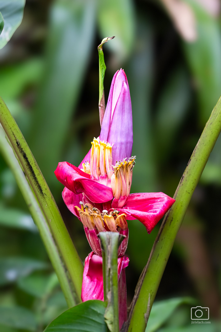 Banánovník zakrslý (Hairy banana, Musa velutina)
