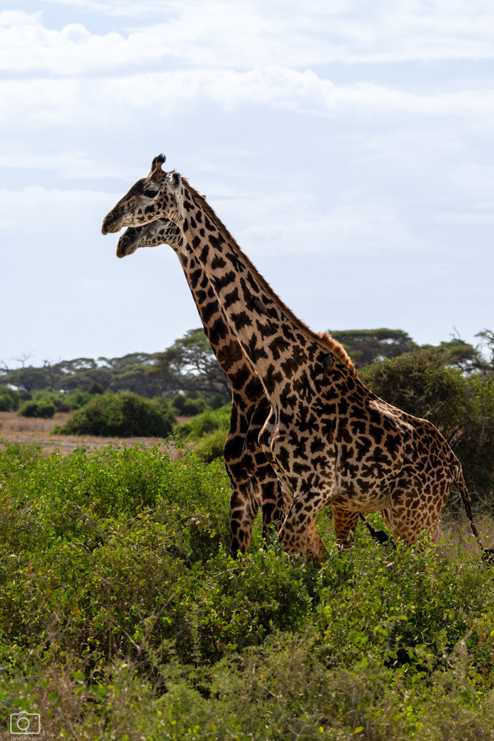 Žirafa masajská (Giraffa tippelskirchi), Kenya, 12/2025