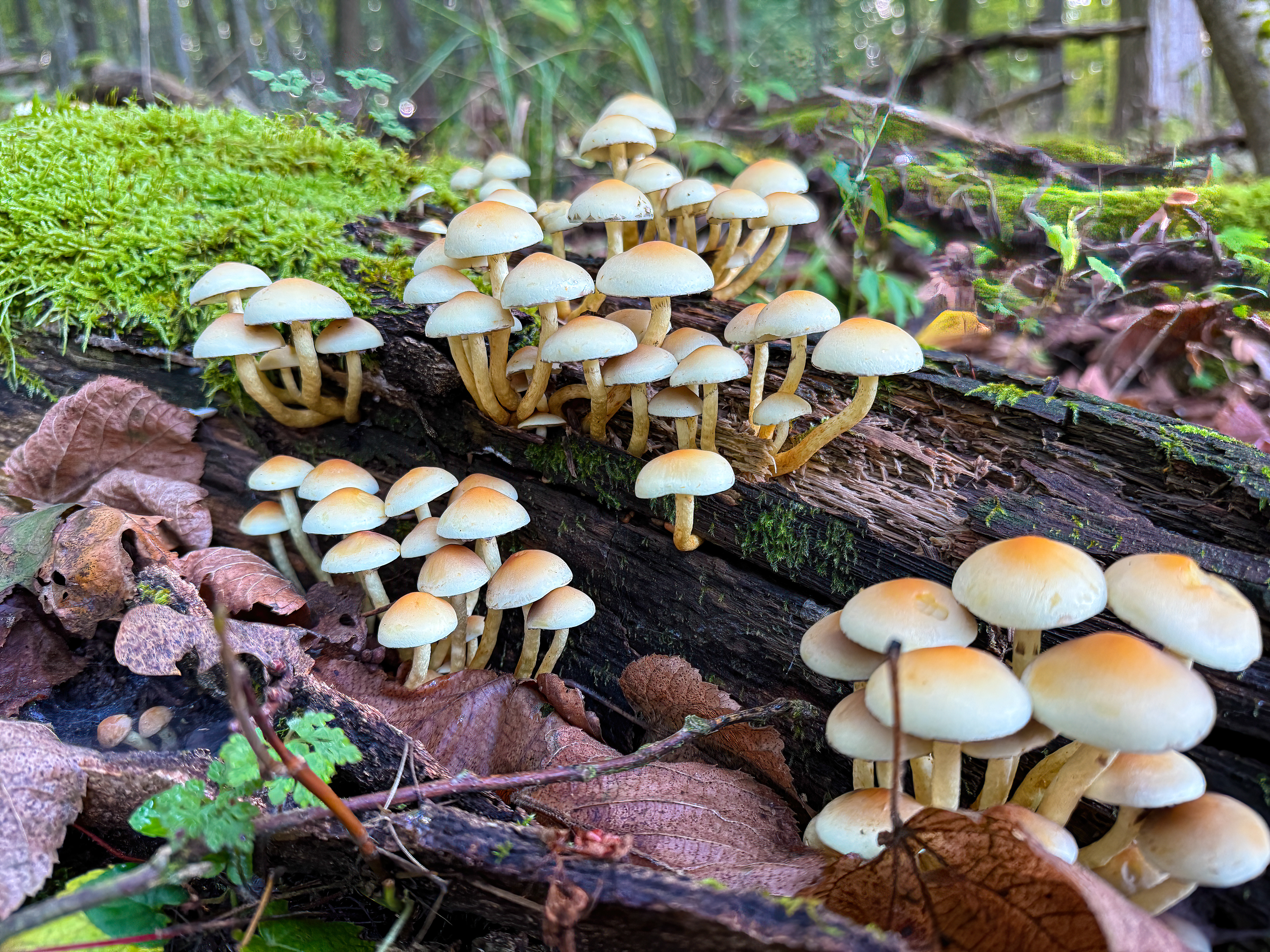 Třepenitka svazčitá (Hypholoma fasciculare)