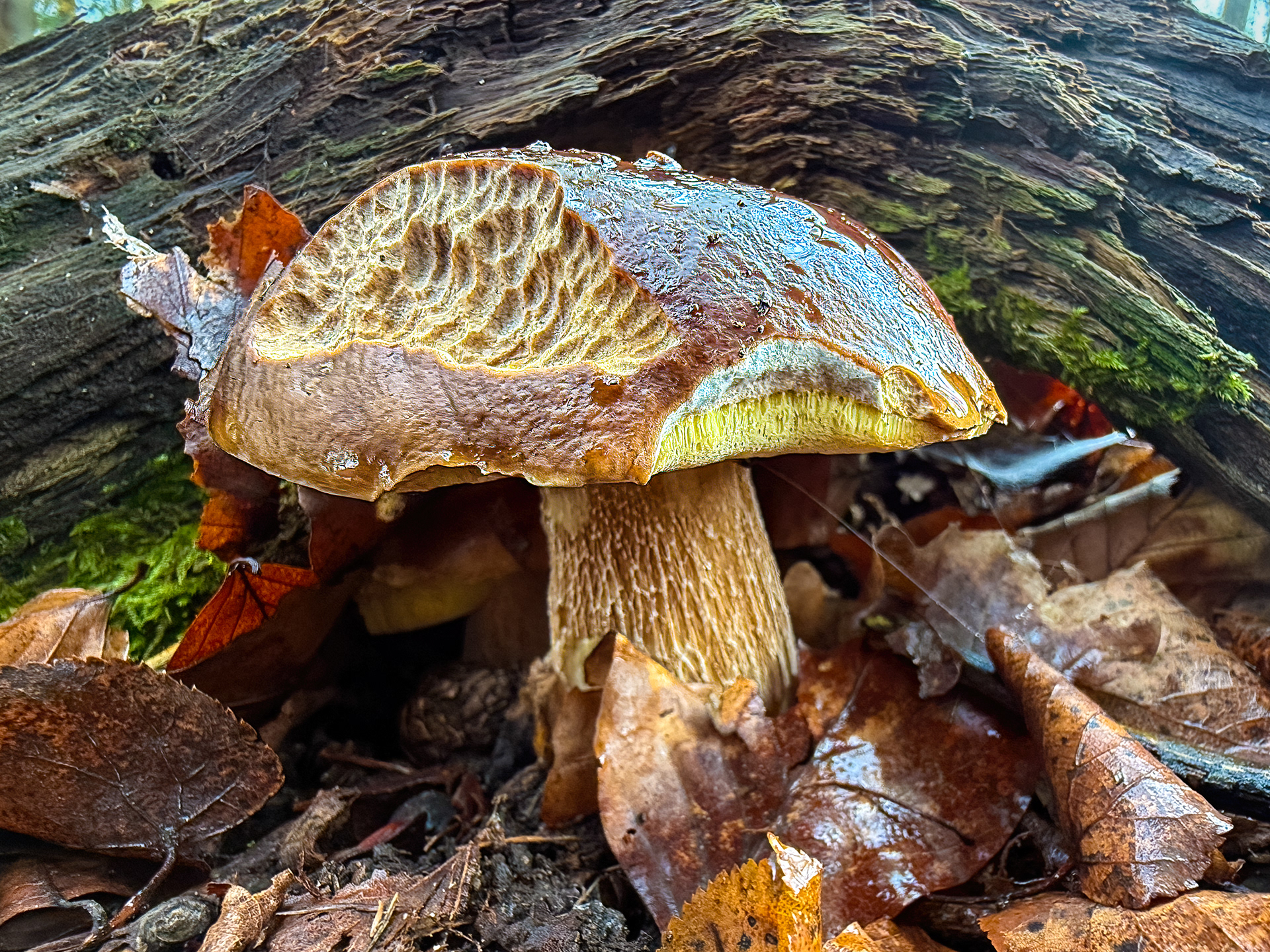 Hřib smrkový (Boletus edulis)