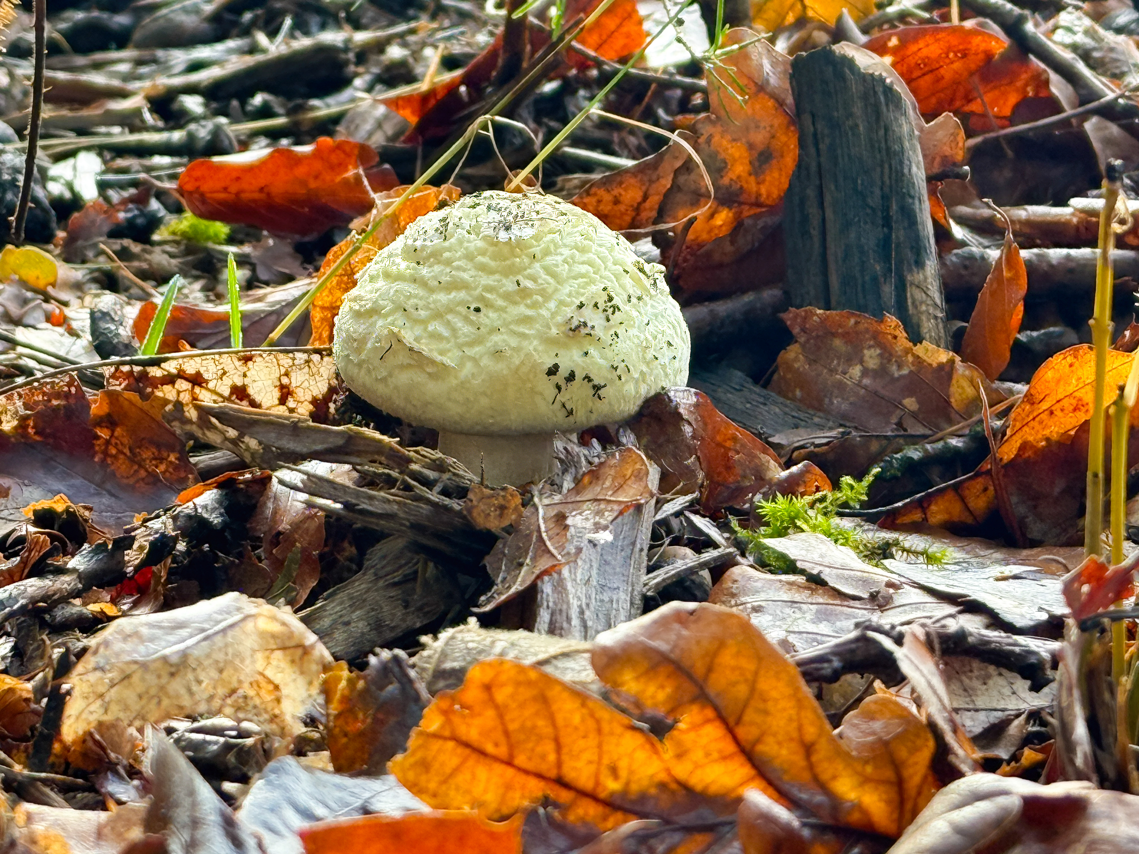 Muchomůrka citrónová (Amanita citrina)
