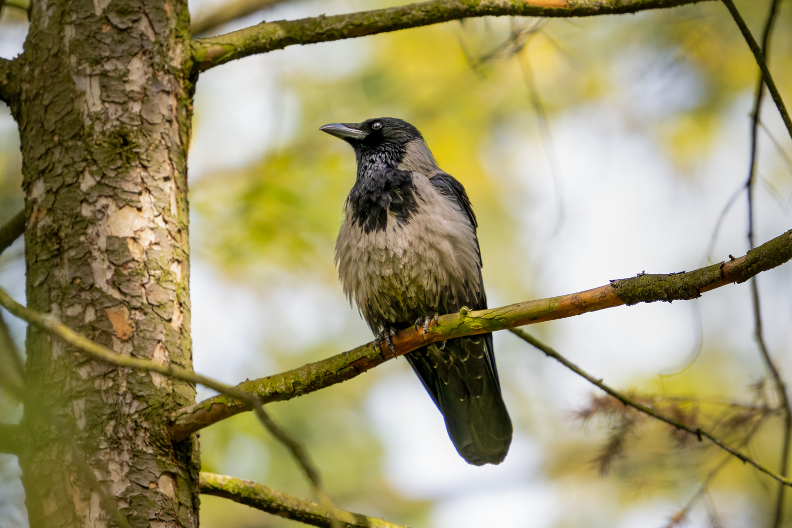 Vrána šedá (Corvus cornix), Štěpánka, 04/2024