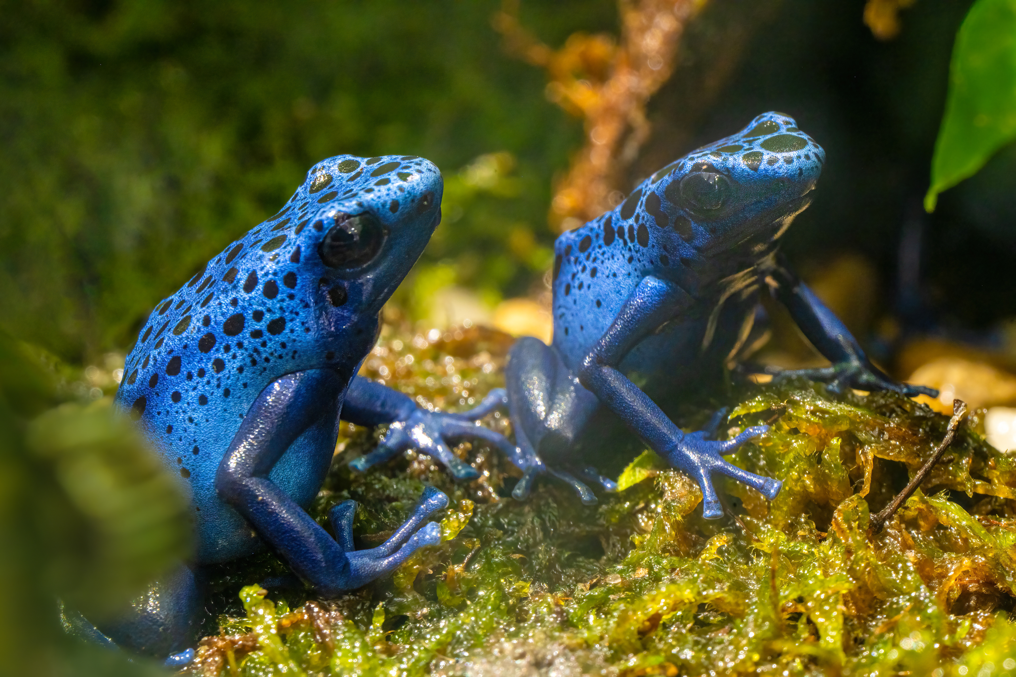 Pralesnička barvířská "Azureus" (Dendrobates tinctorius "Azureus"), 08/2024