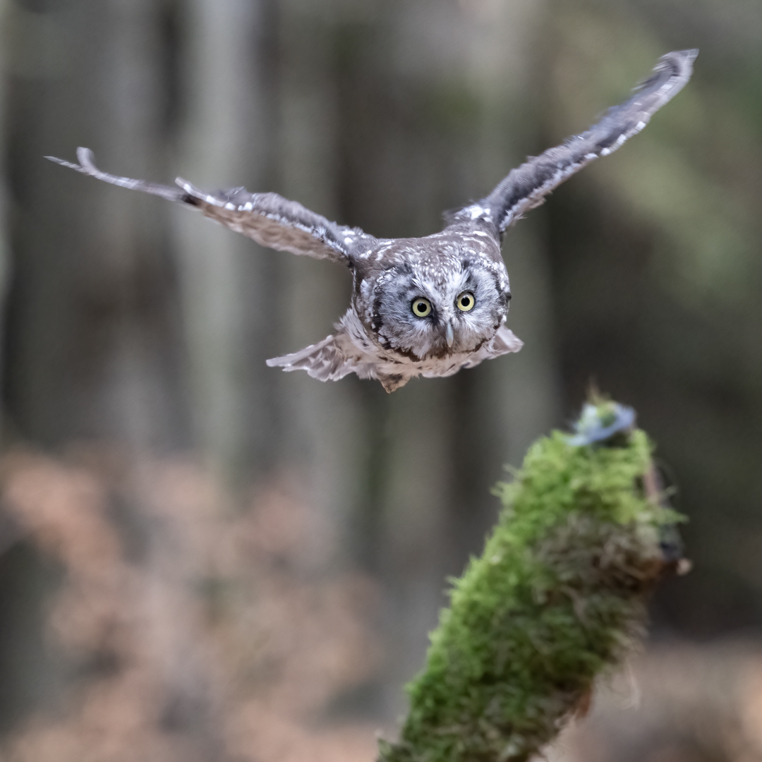 Sýc rousný (Aegolius funereus), Vysočina, 03/2022