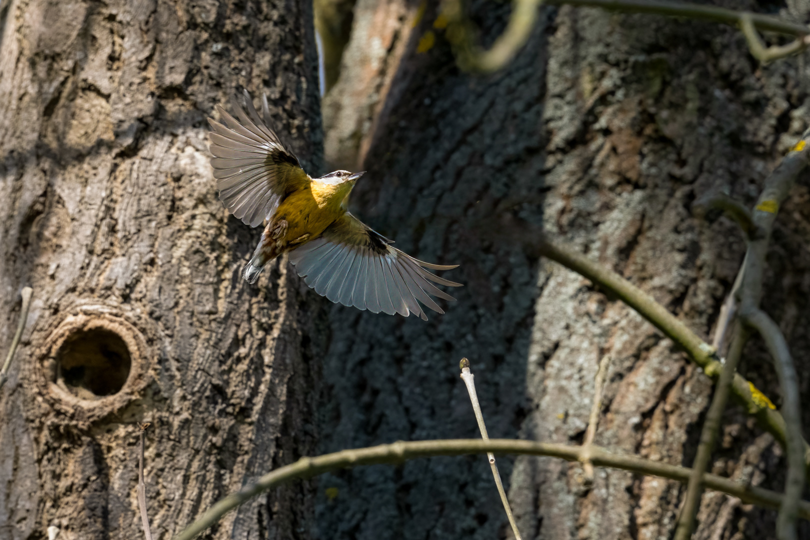 Brhlík lesní (Sitta europaea), Lštění, 04/2024