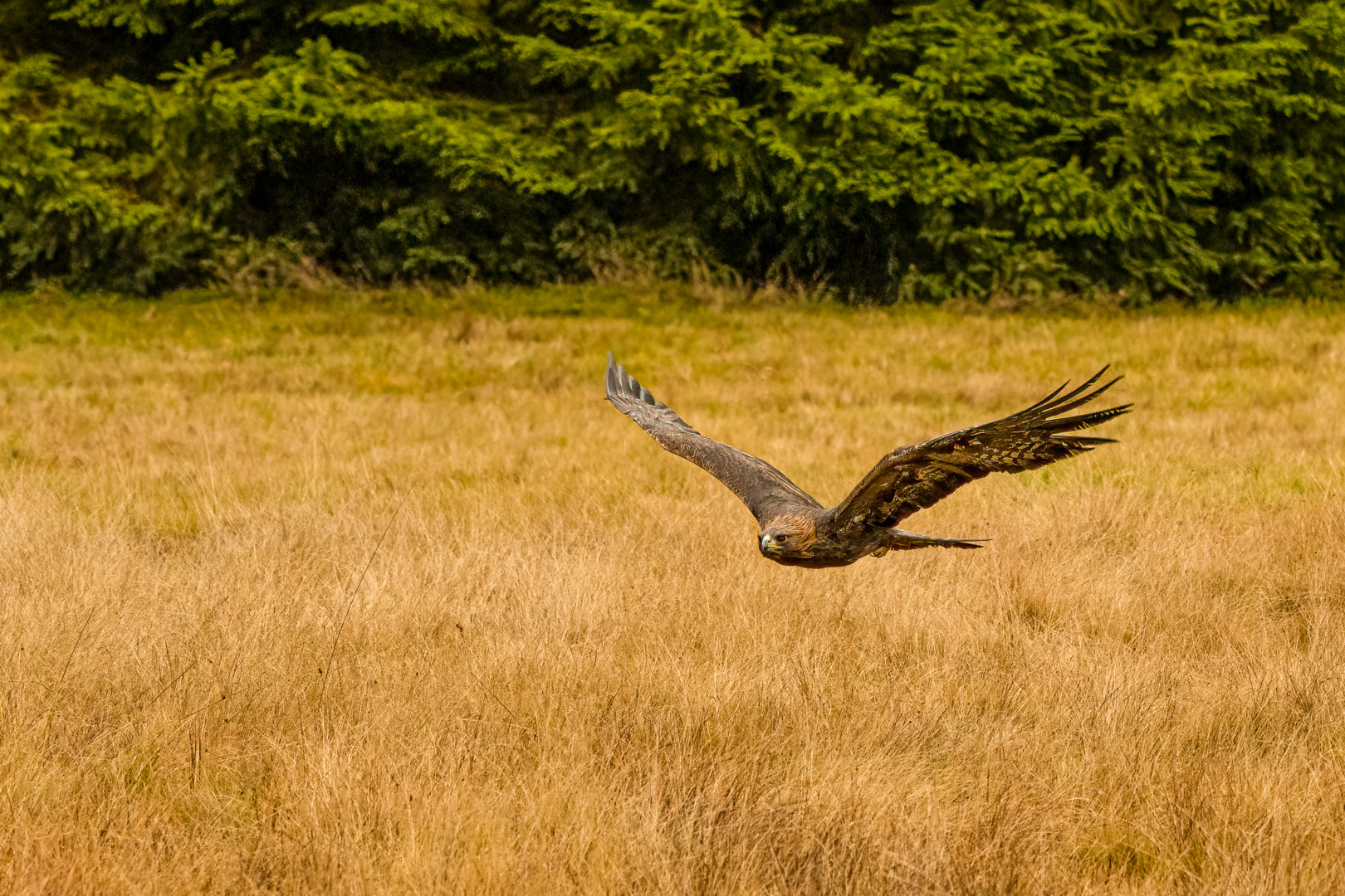 Orel skalní (Aquila chrysaetos), Vysočina, 11/2022