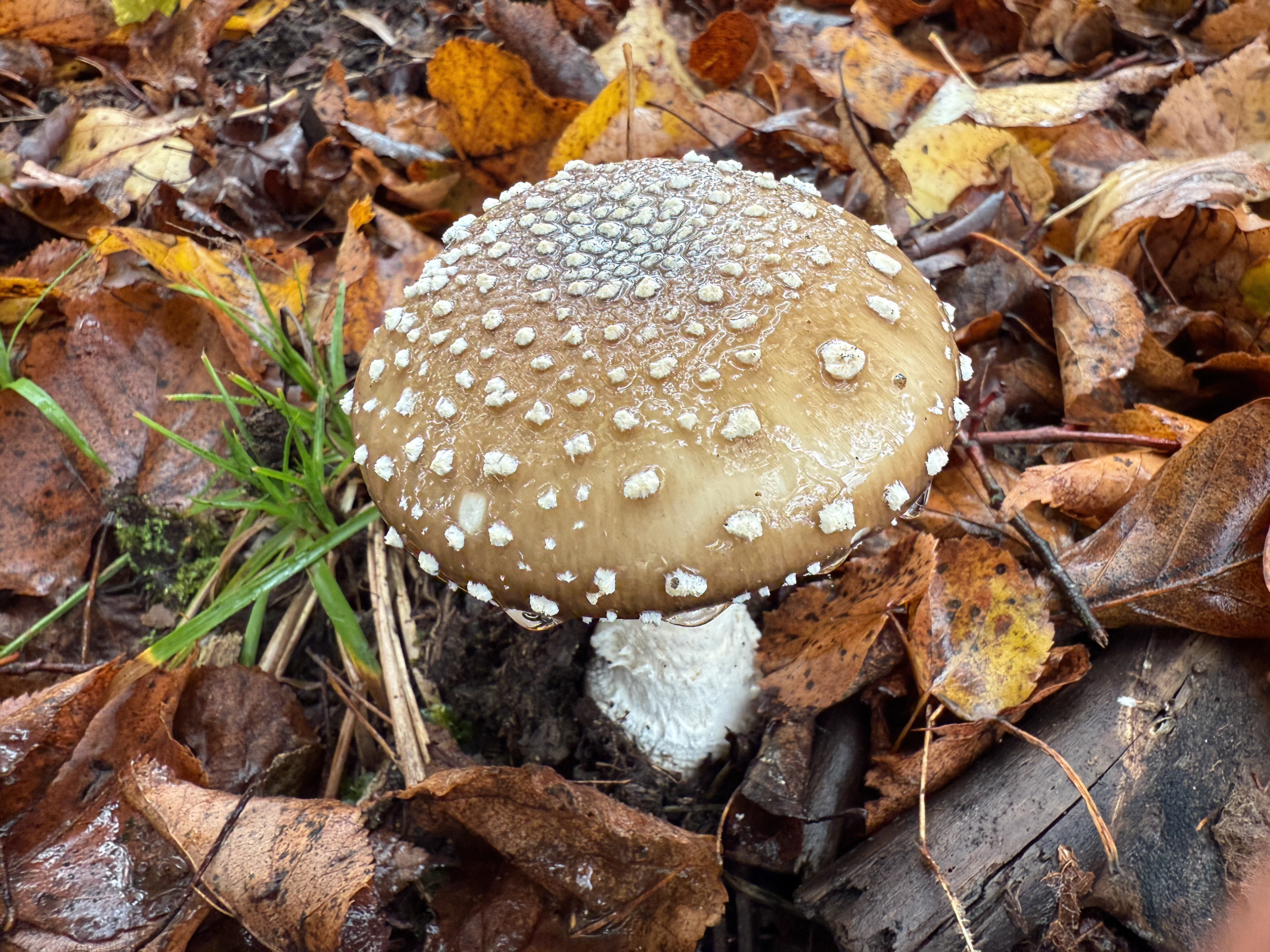 Muchomůrka tygrovaná (Amanita pantherina)