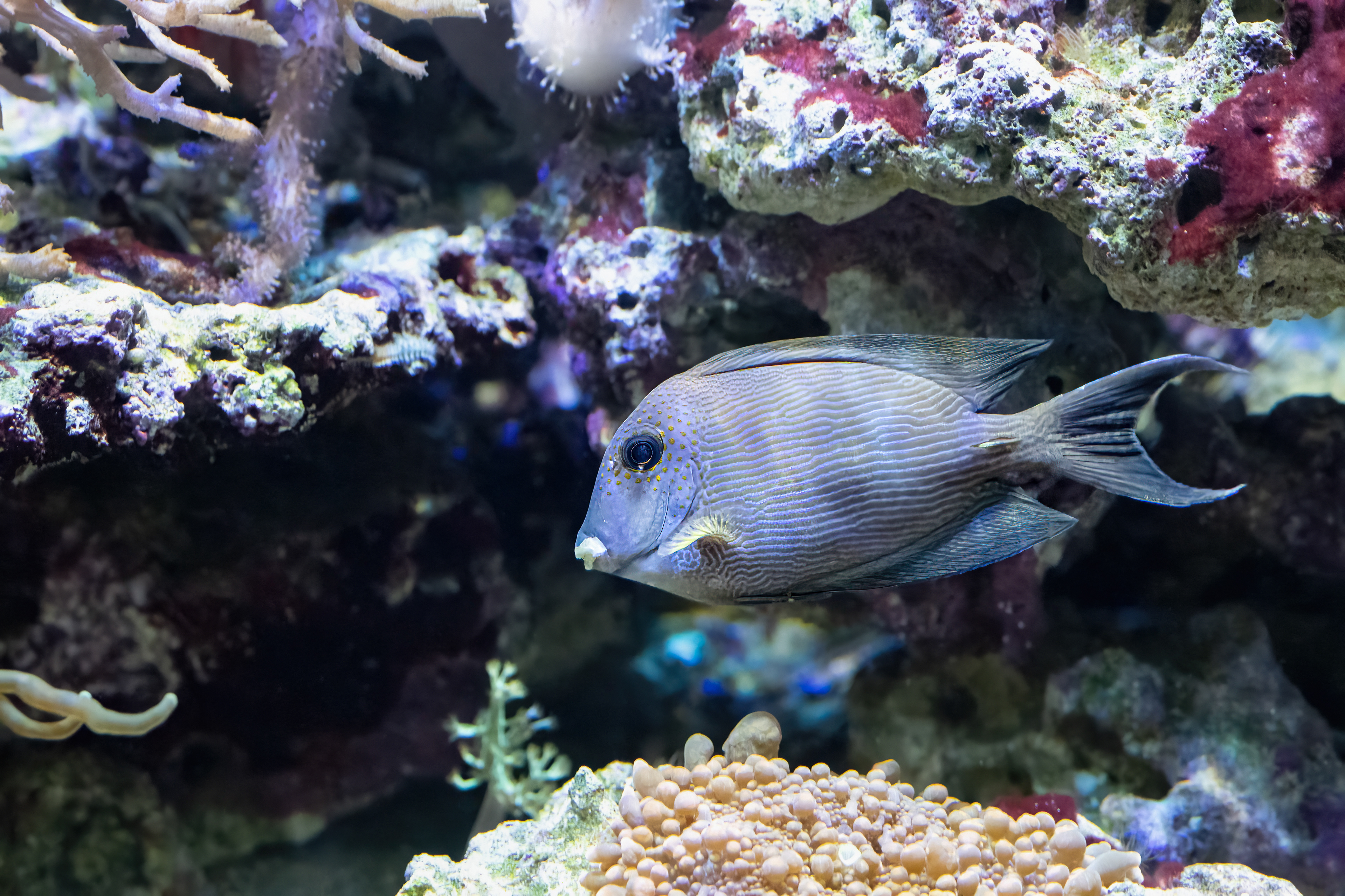 Bodlok žíhaný (Ctenochaetus striatus)