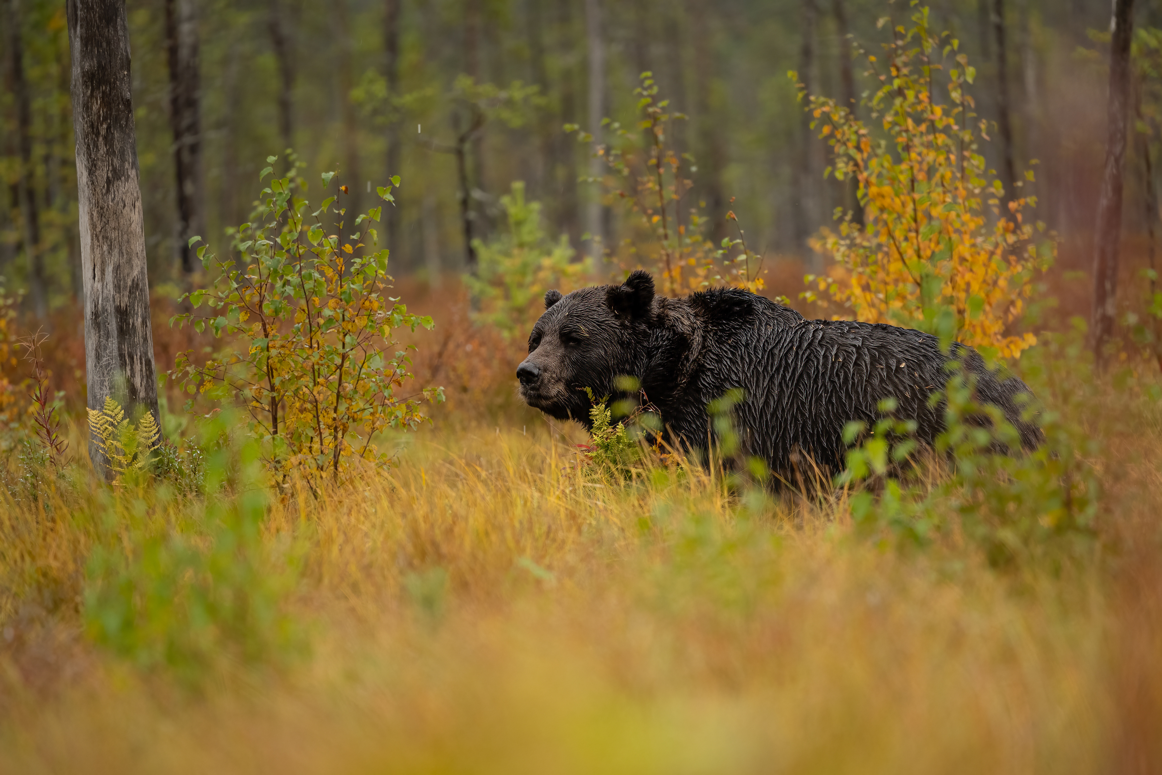 Medvěd hnědý (Ursus arctos), Finsko, 09/2022