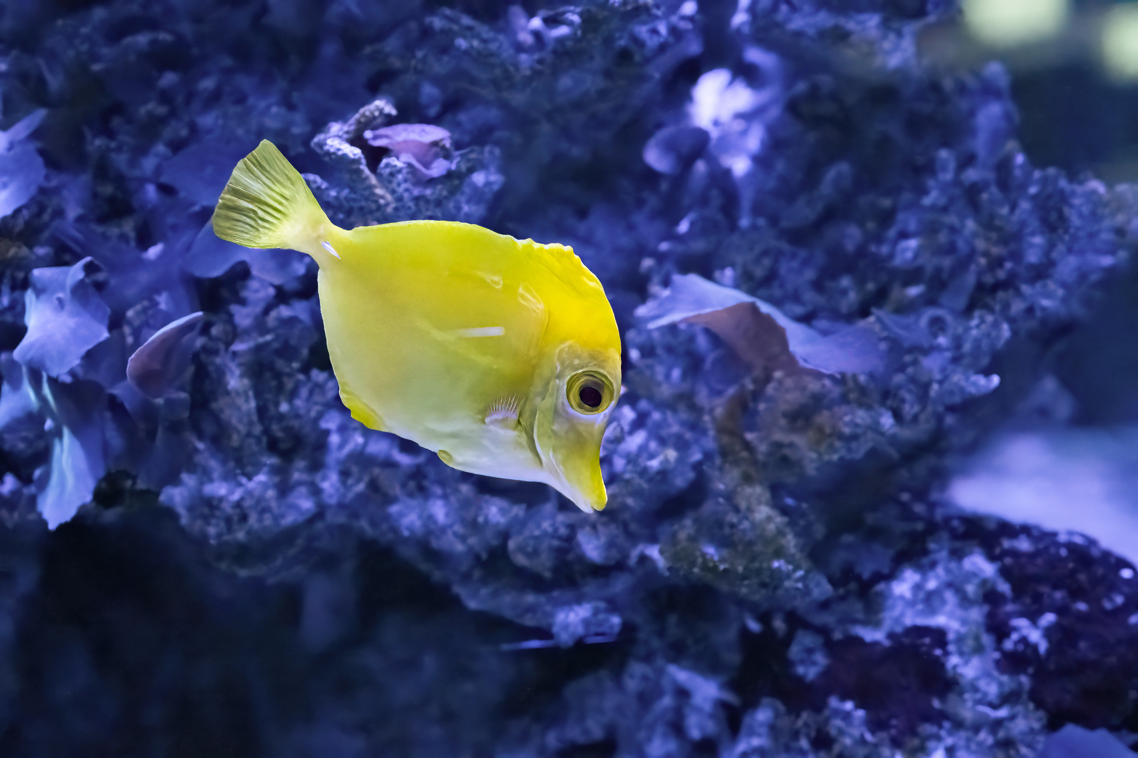 Bodlok žlutý (Zebrasoma flavescens)