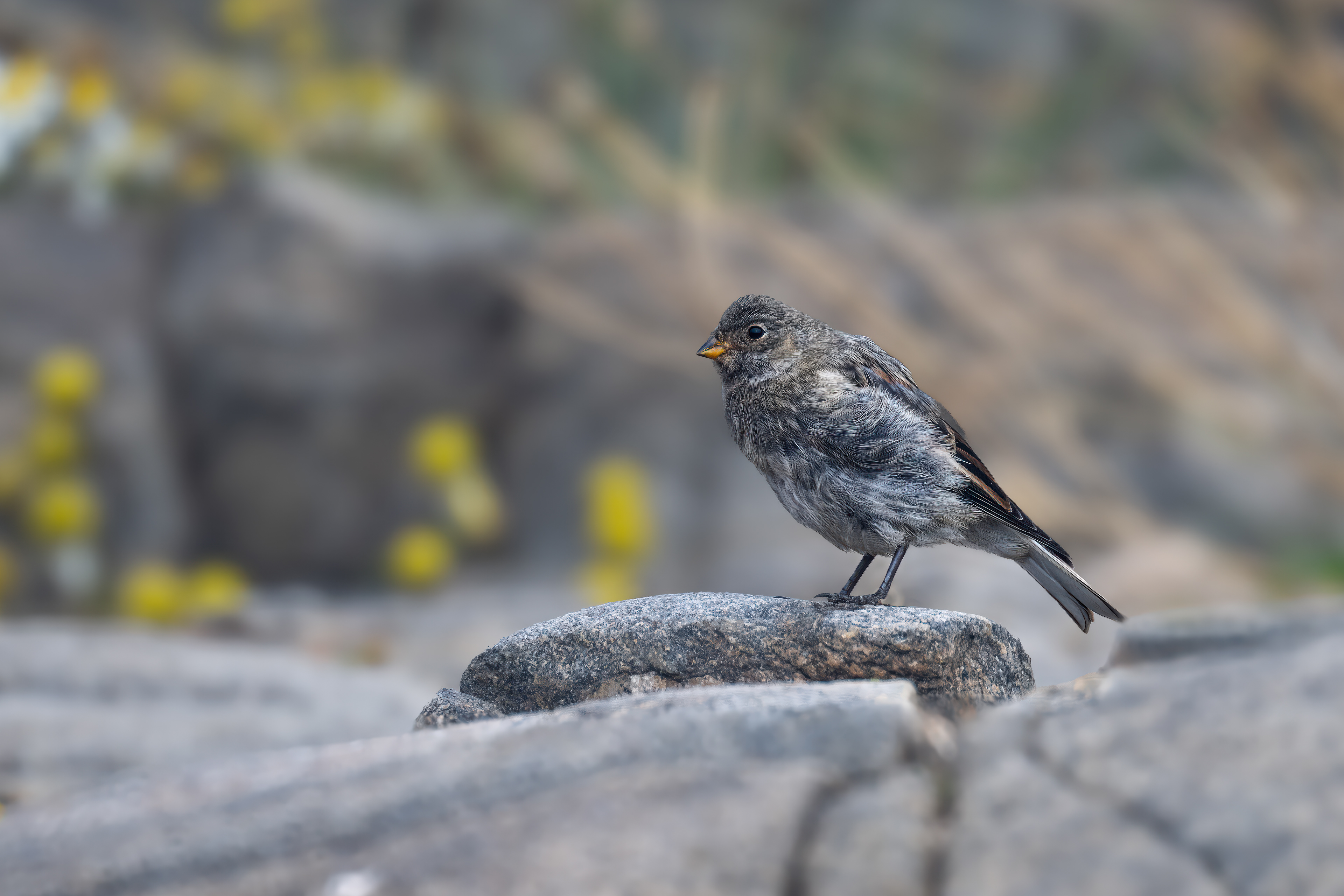 Sněhule severní (Plectrophenax nivalis, Snow bunting), Grónsko, 08/2025
