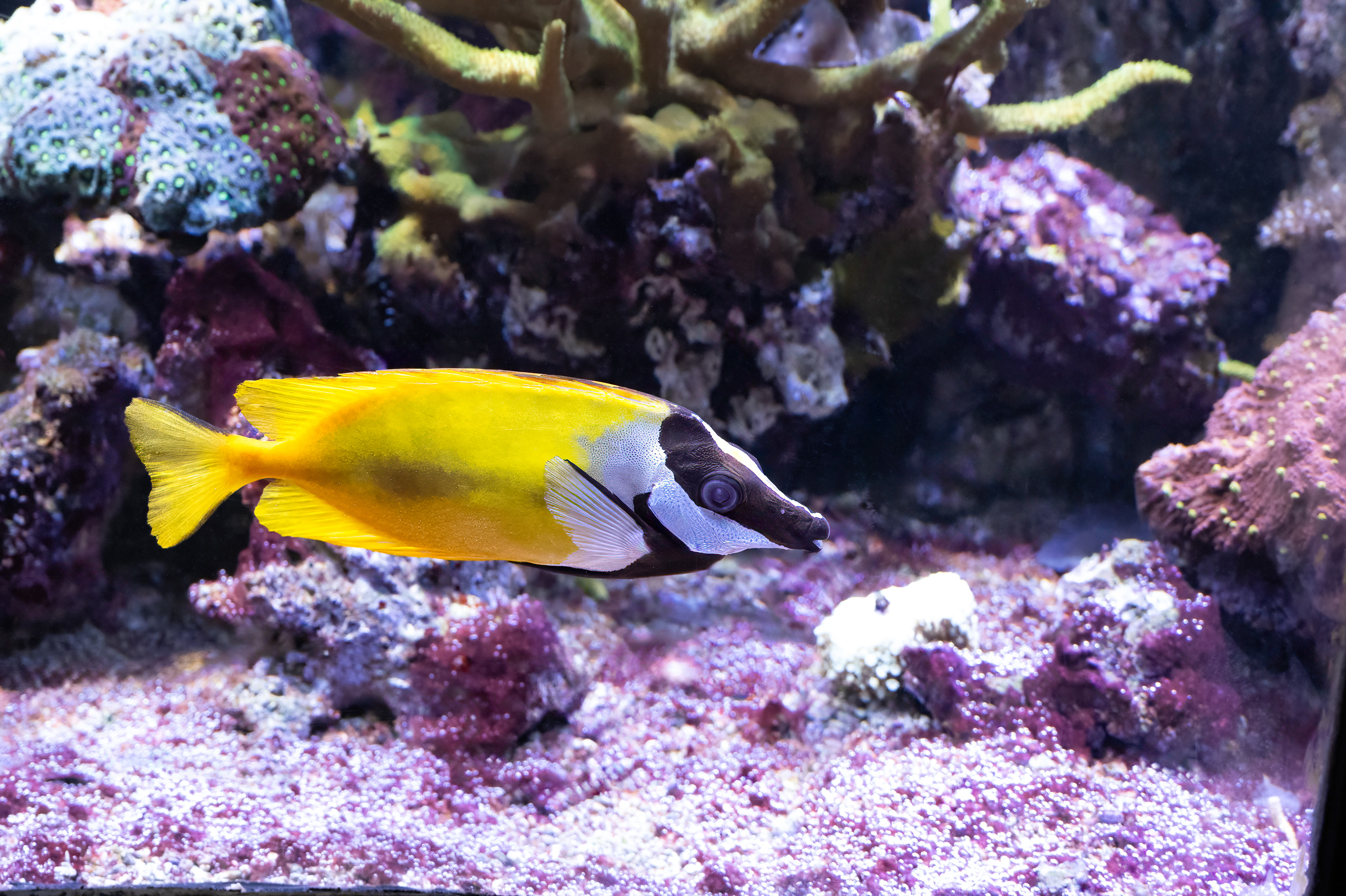 Králíčkovec liščí (Lo vulpinus)