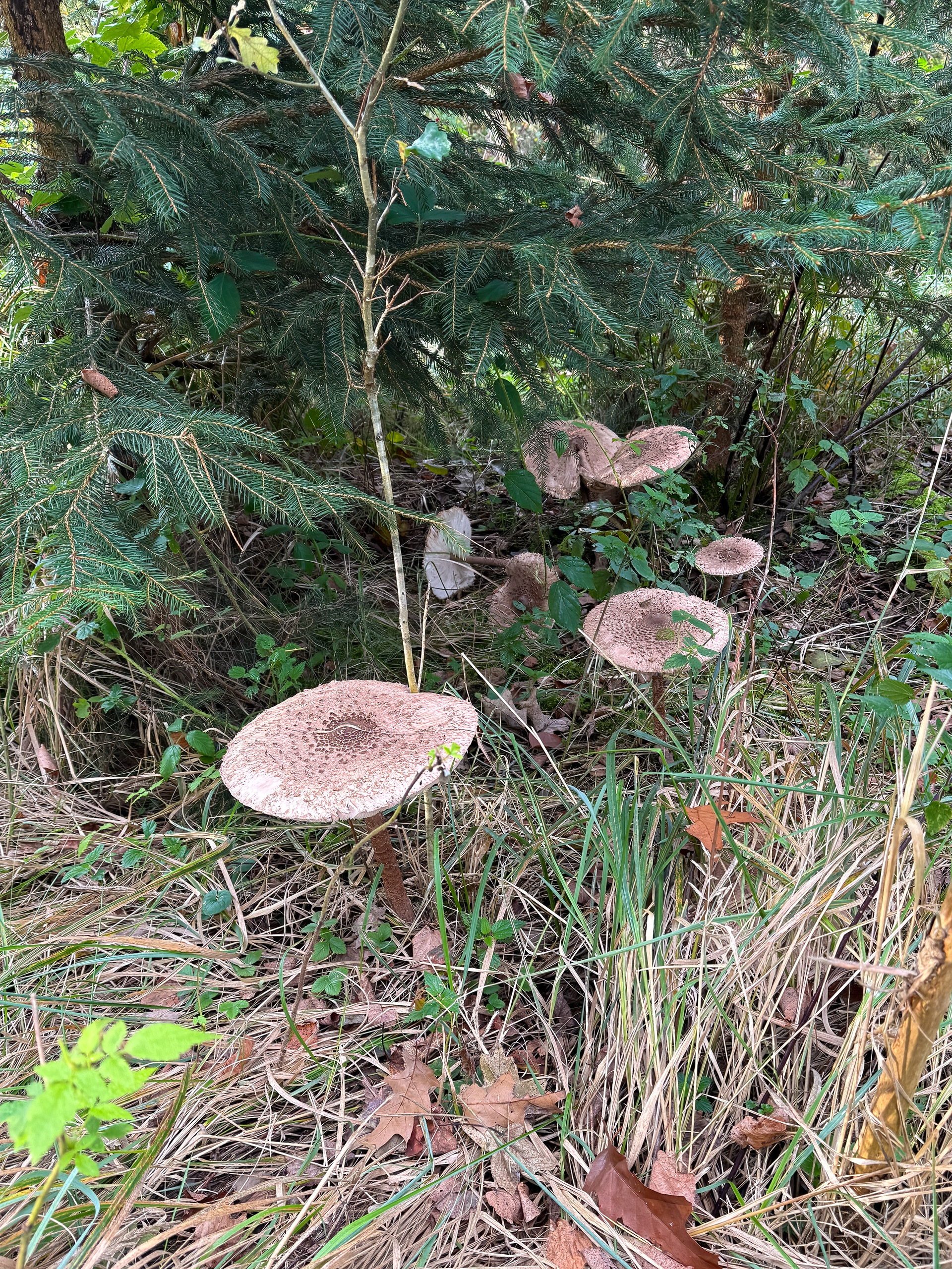 Bedla vysoká (Macrolepiota procera)