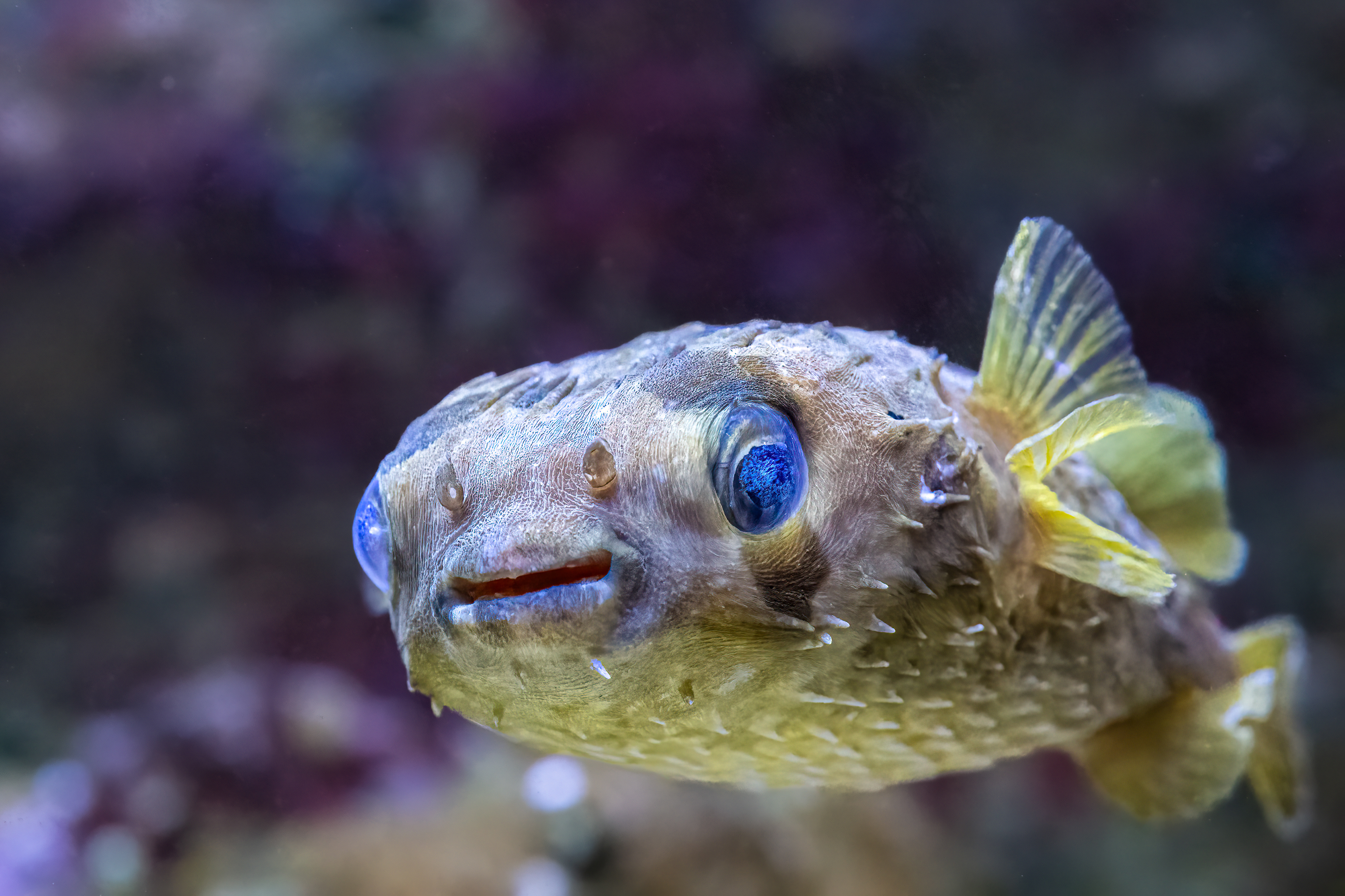 Ježík černoskvrnný (Diodon liturosus)