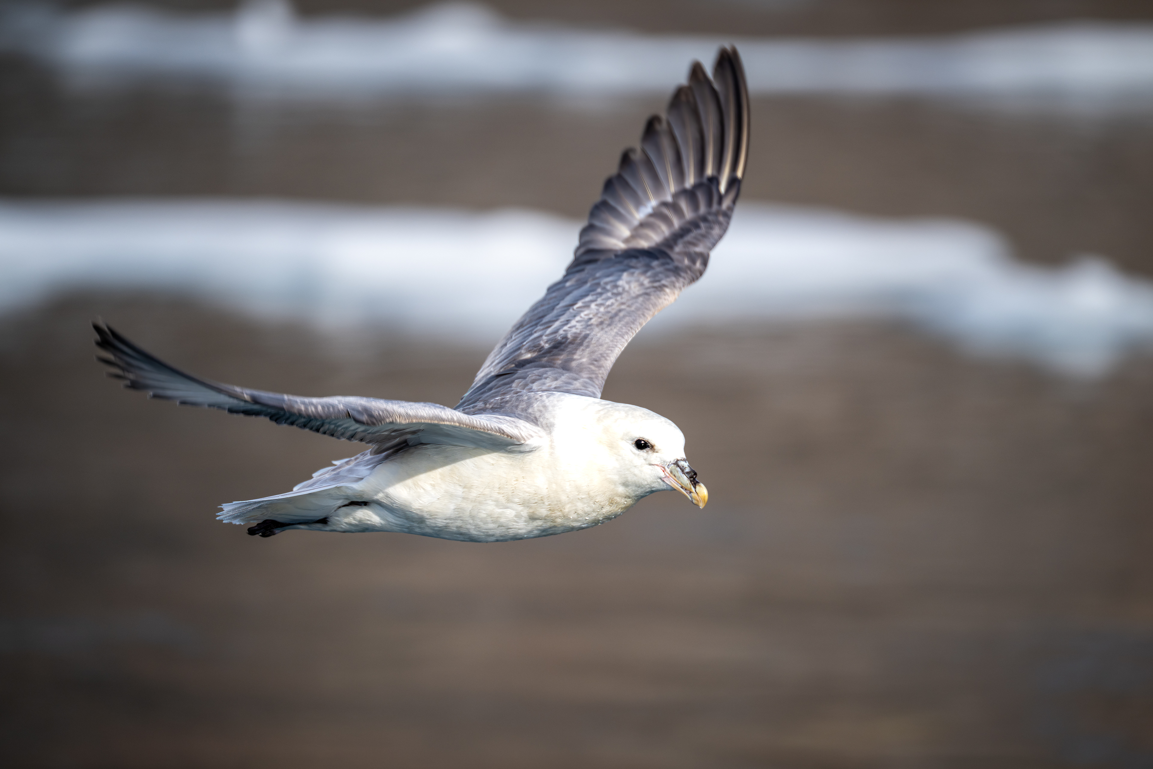 Buřňák lední (Fulmarus glacialis), Grónsko, 08/2025
