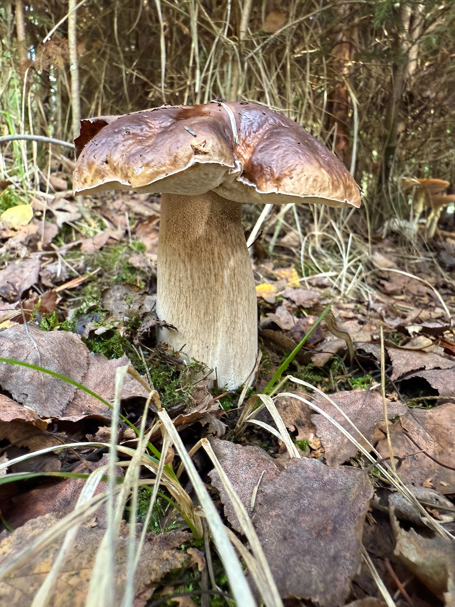 Hřib smrkový (Boletus edulis)