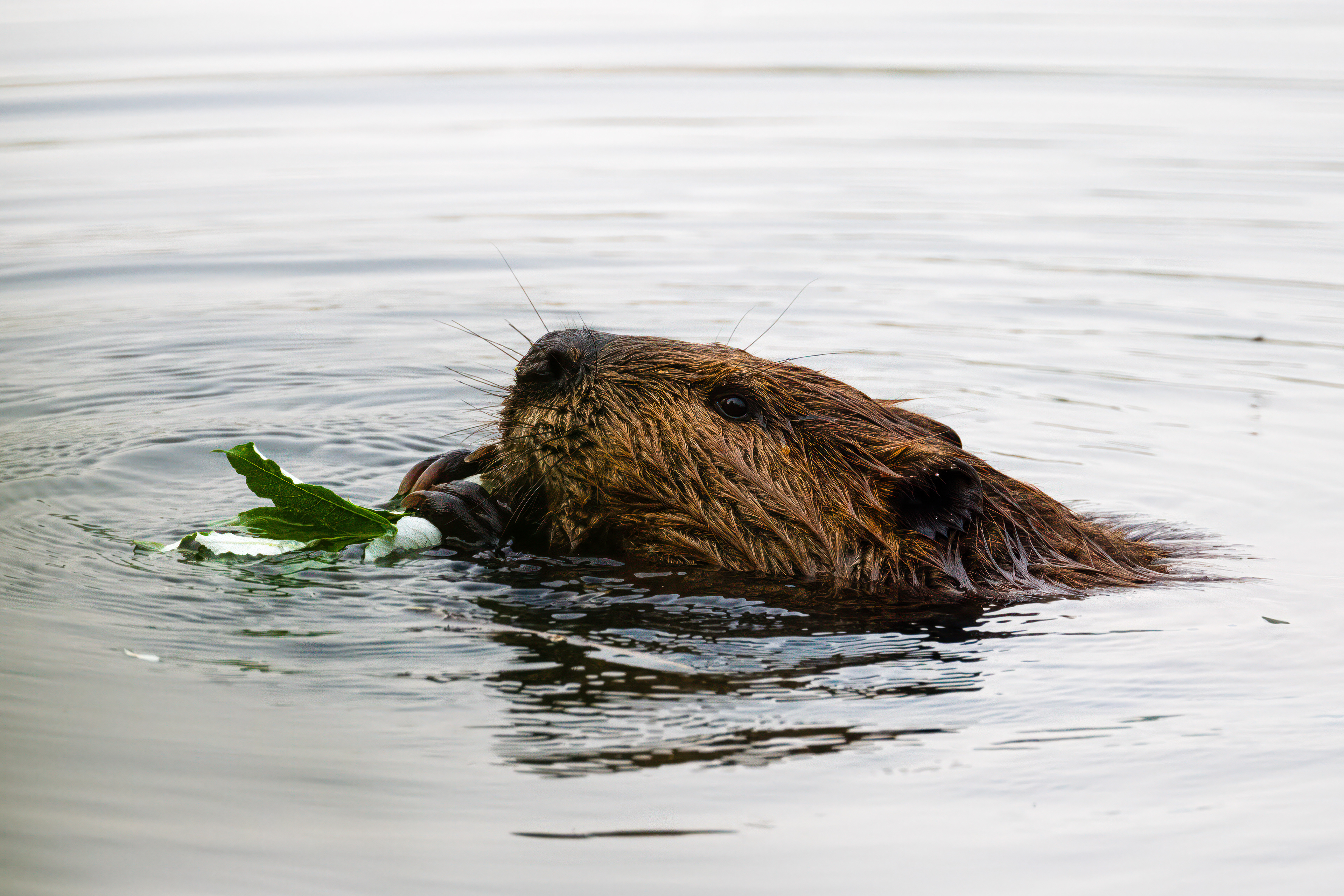 Bobr kanadský (Castor canadensis), Aljaška, 07/2023