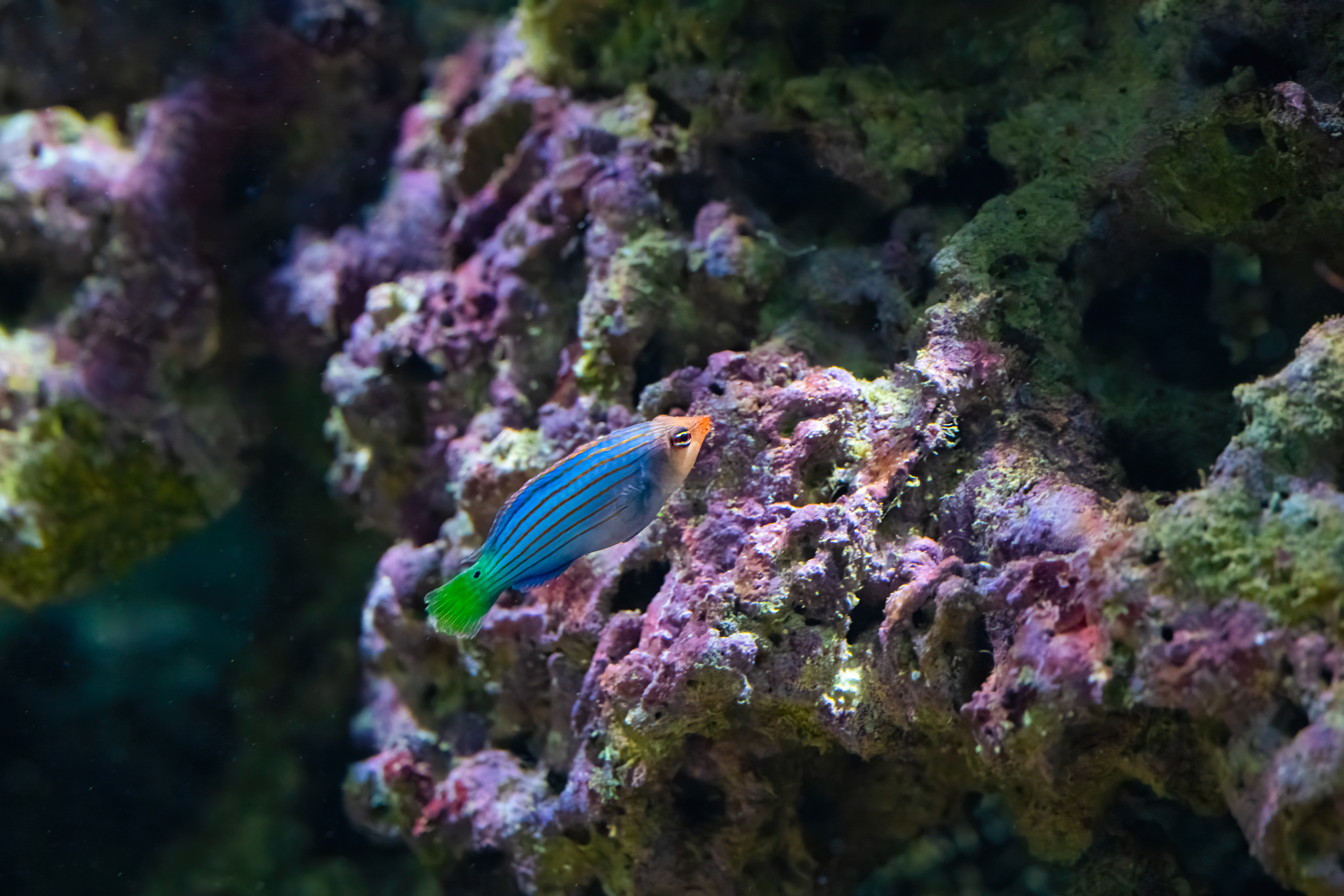 Pyskoun šestipruhý (Pseudocheilinus hexataenia)