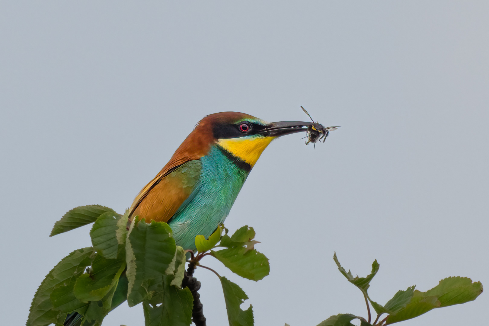 Vlha pestrá (Merops apiaster), jižní Morava, 06/2023