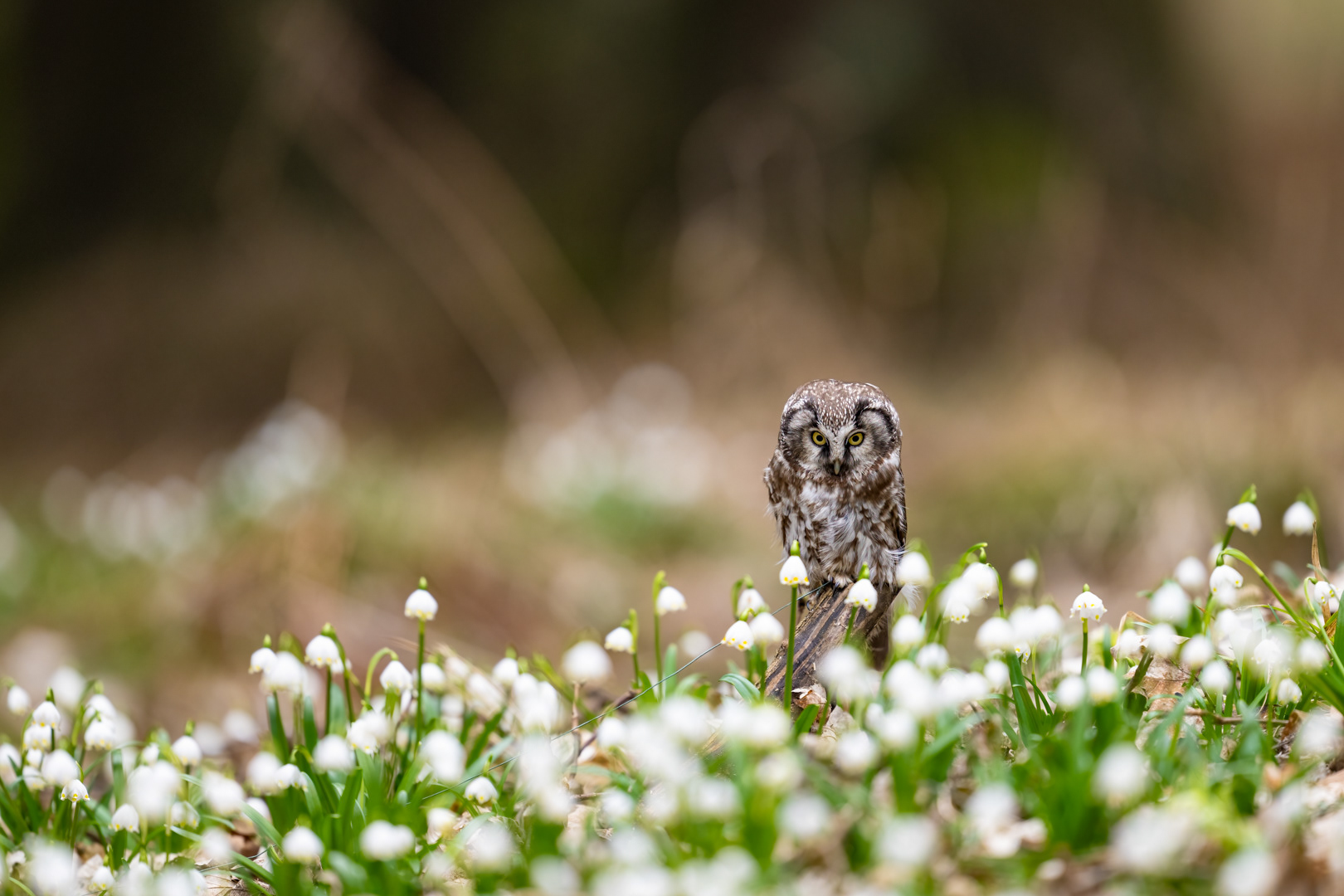 Sýc rousný (Aegolius funereus), Vysočina, 03/2024