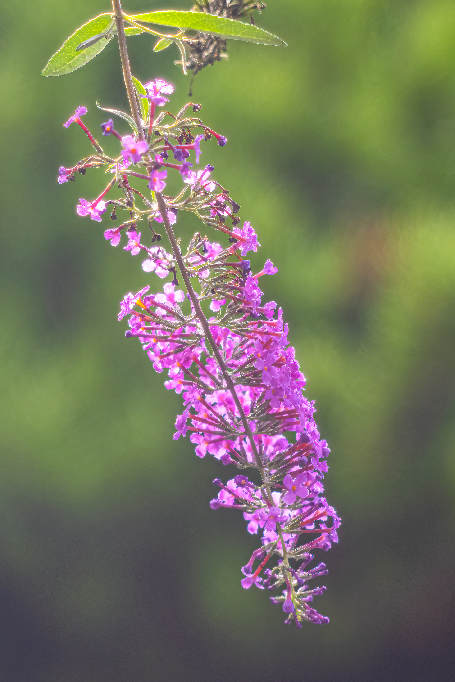 Komule Davidova (Buddleja davidii), Pyšely, 08/2024