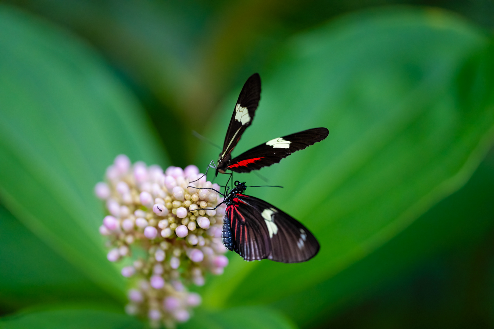 Heliconius melpomene (Postman butterfly), Fata Morgana, Praha, 05/2024