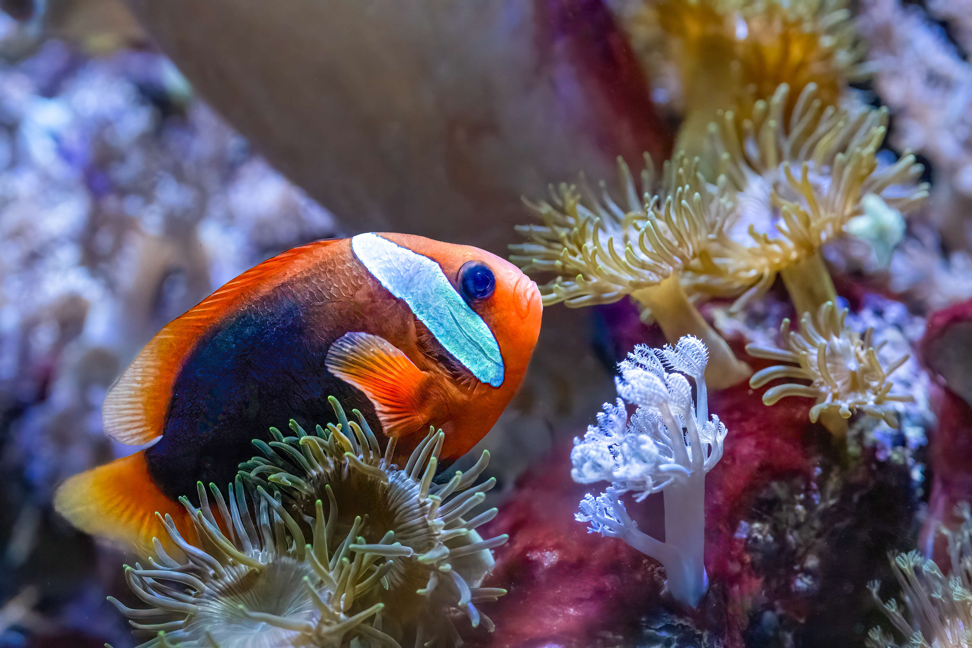 Klaun tmavý (Amphiprion melanopus)