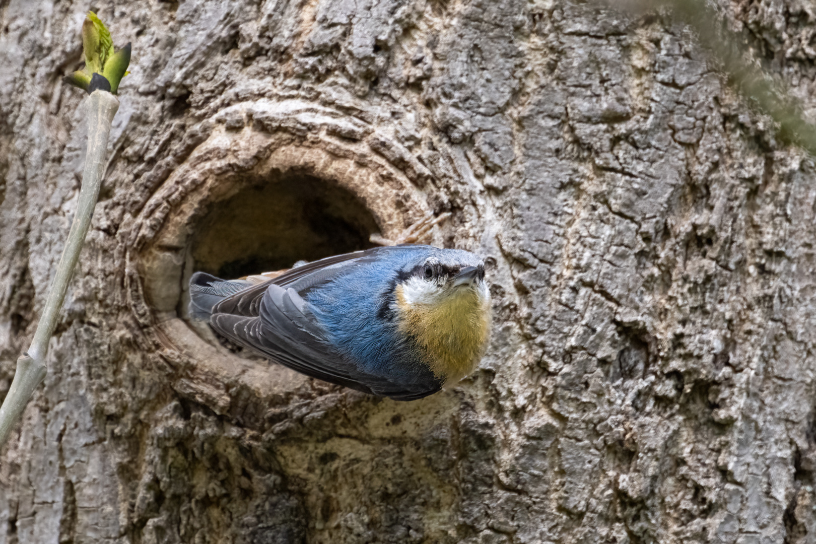 Brhlík lesní (Sitta europaea), Lštění, 05/2024