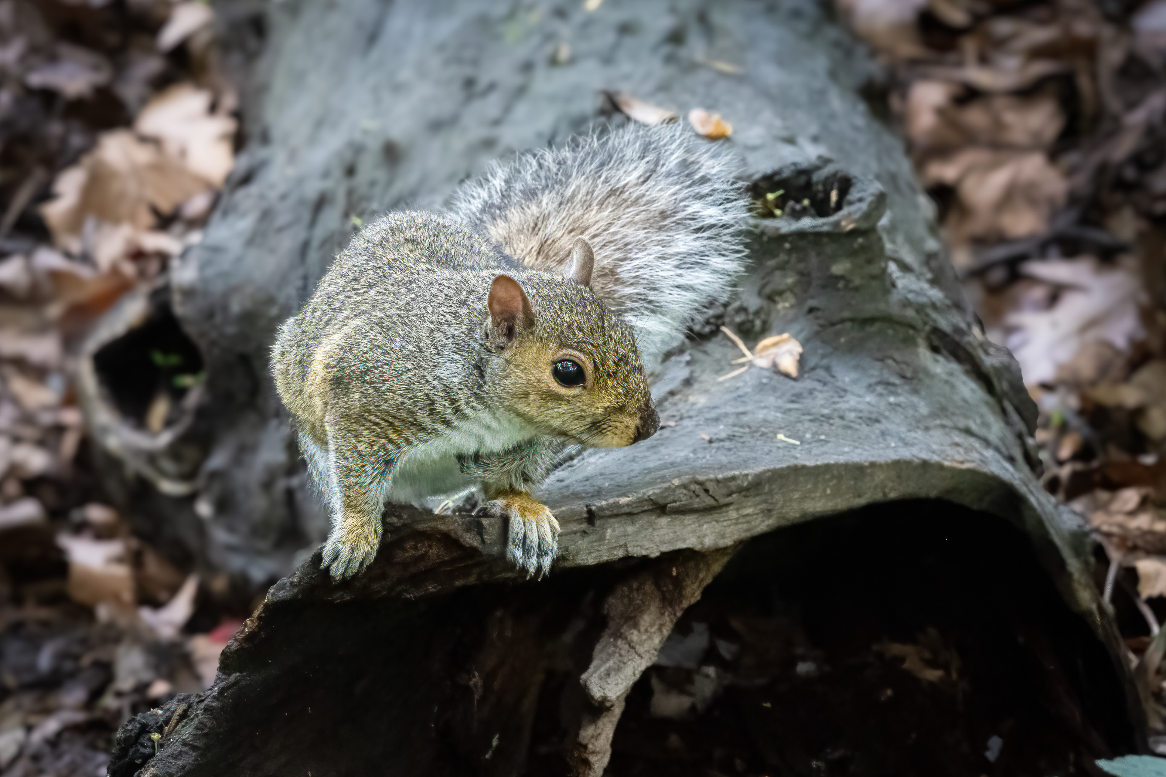 Veverka popelavá (Eastern gray squirrel, Sciurus carolinensis), Central Park, New York, USA, 05/2025