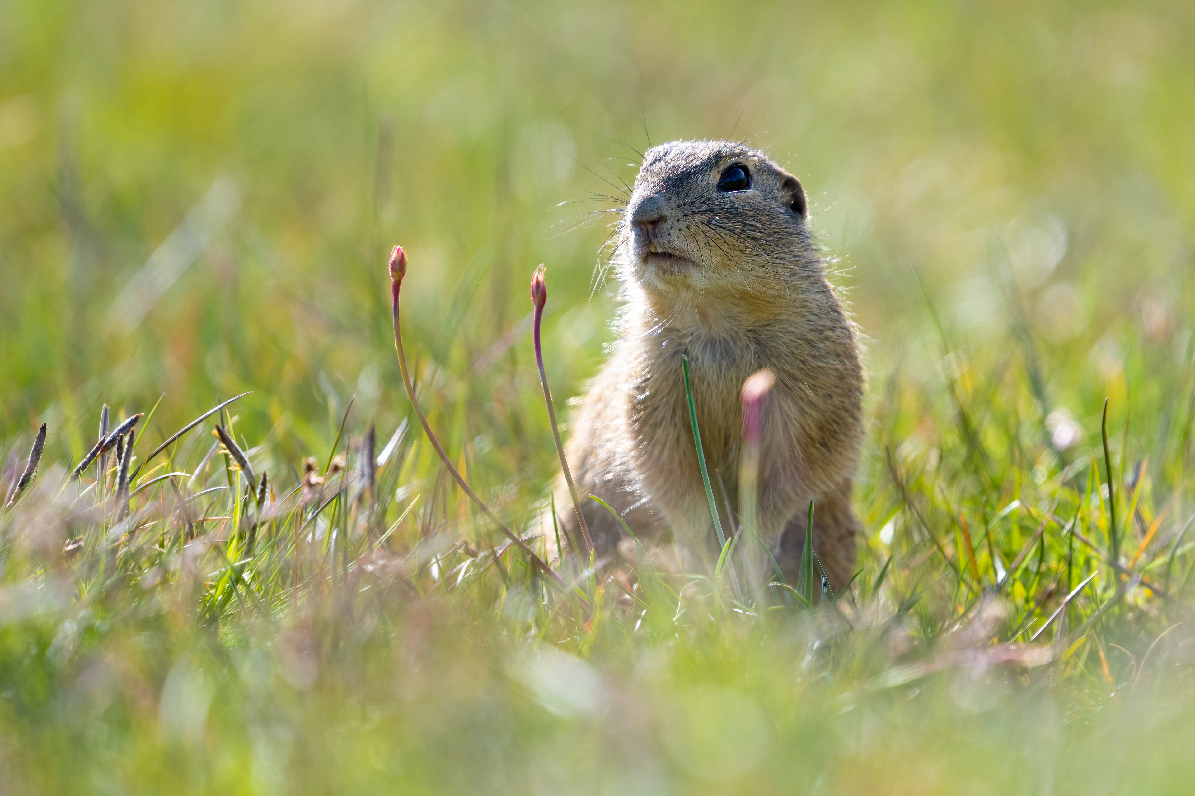 Sysel obecný (Spermophilus citellus), Radouč, 04/2024