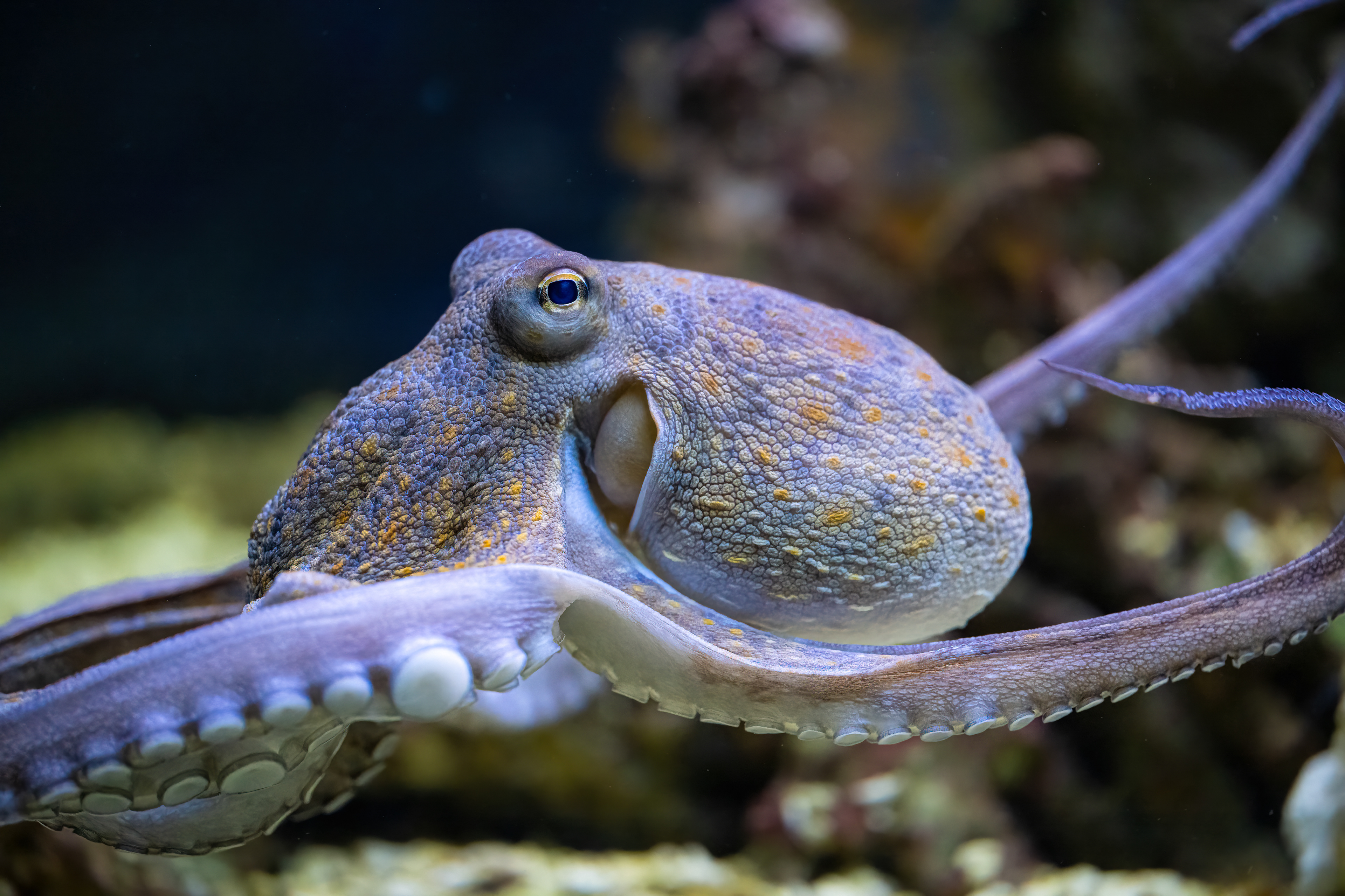 Chobotnice pobřežní (Octopus vulgaris)