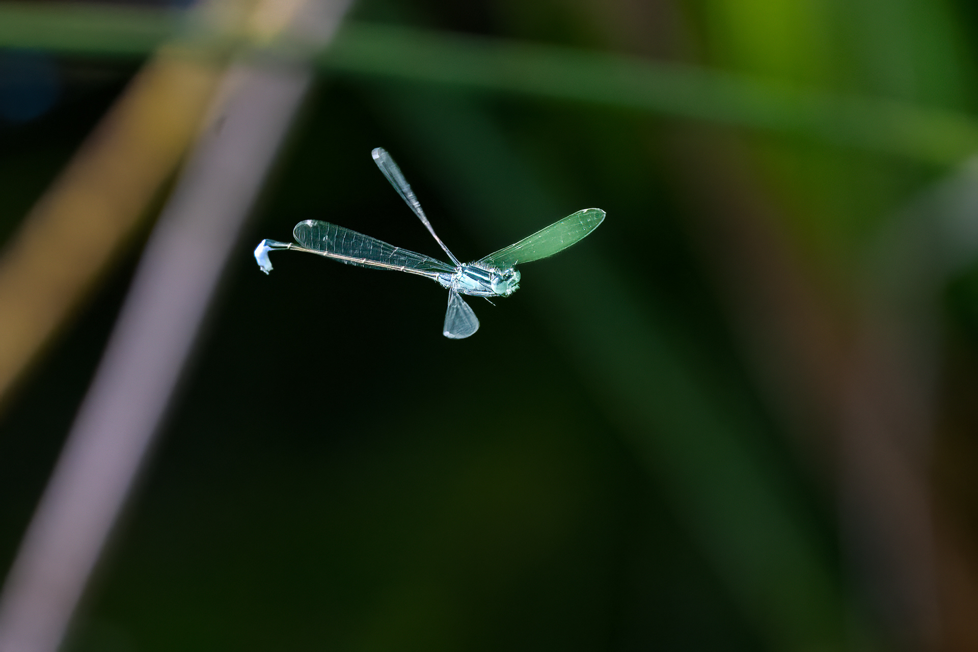 Šidélko větší (Ischnura elegans), Pyšely, 08/2024
