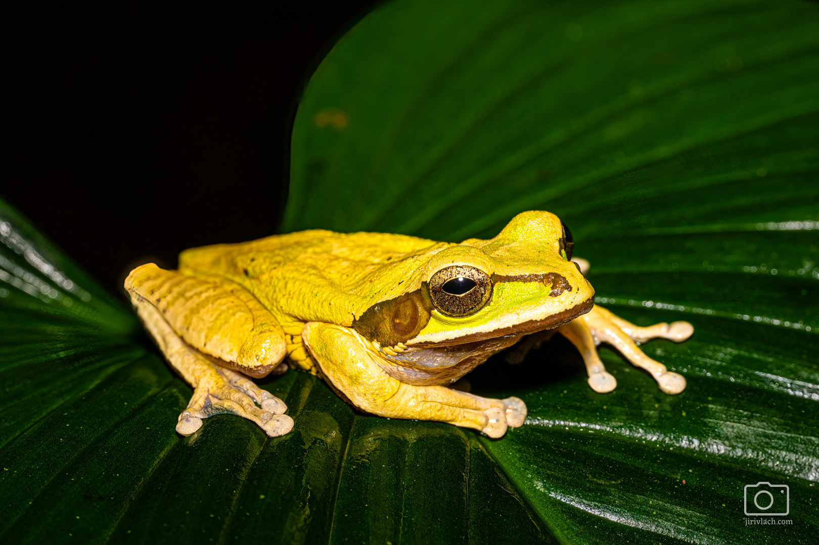 Smiliska banánová (New Granada cross-banded tree frog, Smilisca phaeota