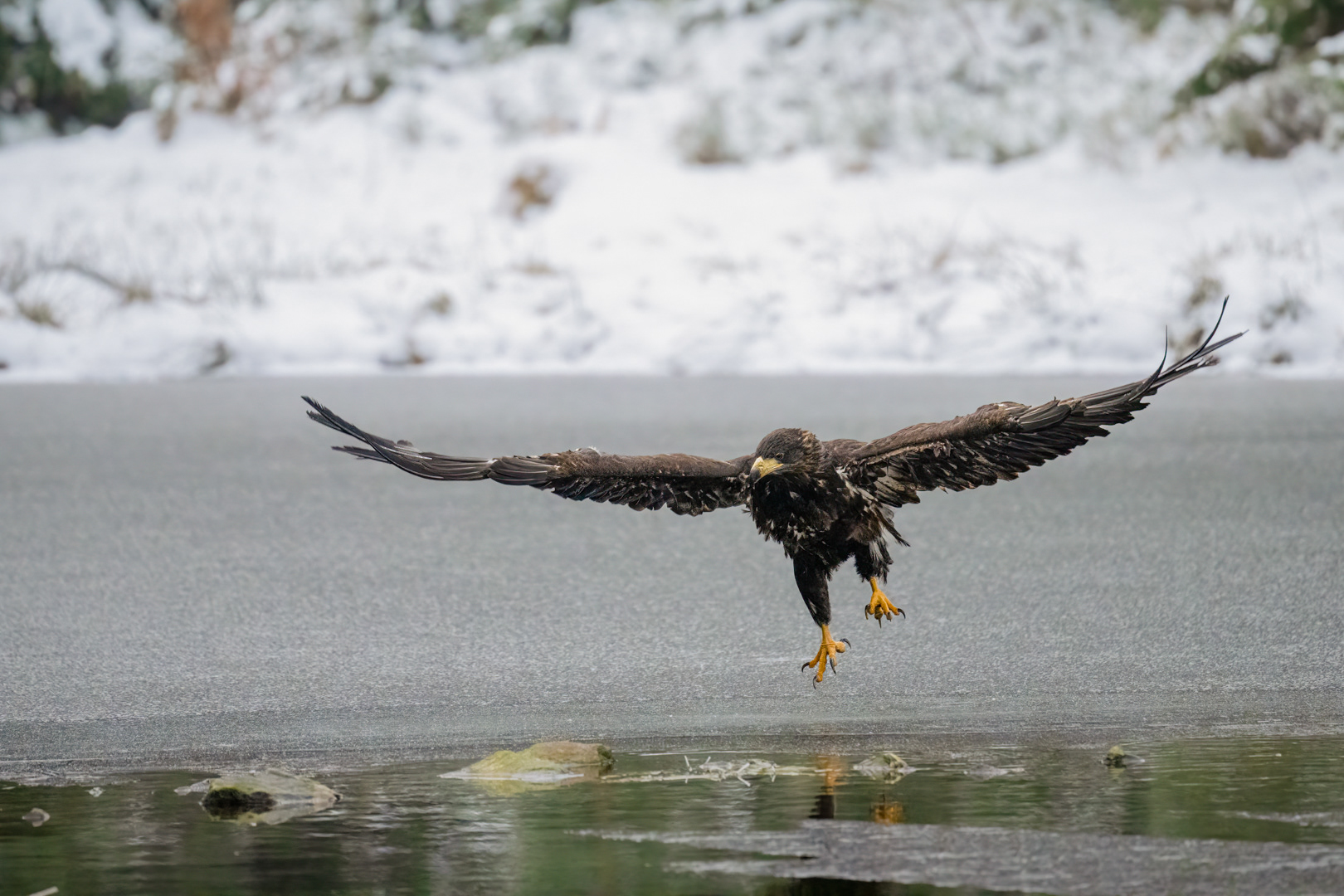 Orel mořský (Haliaeetus albicilla), Vysočina, 03/2023