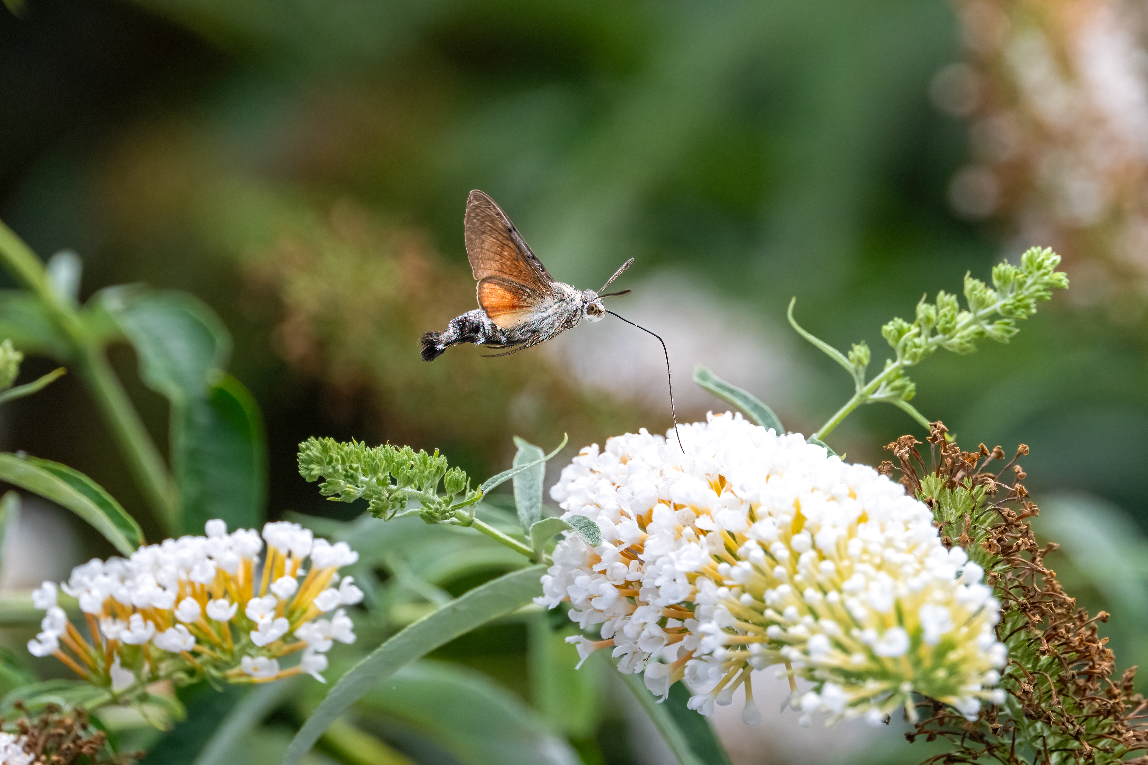 Dlouhozobka svízelová (Macroglossum stellatarum), Pyšely, 07/2024