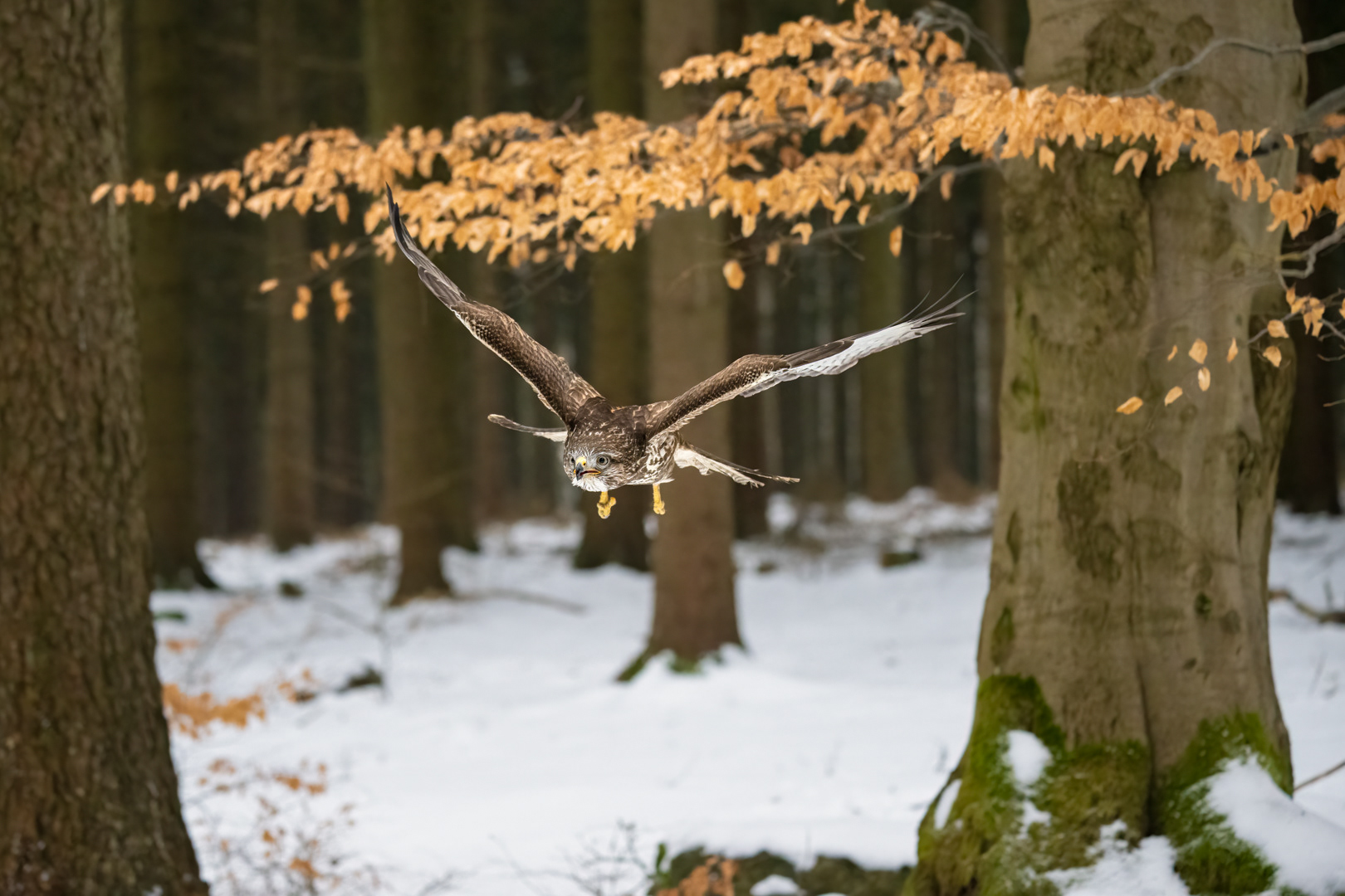Káně lesní (Buteo buteo), Vysočina, 03/2023