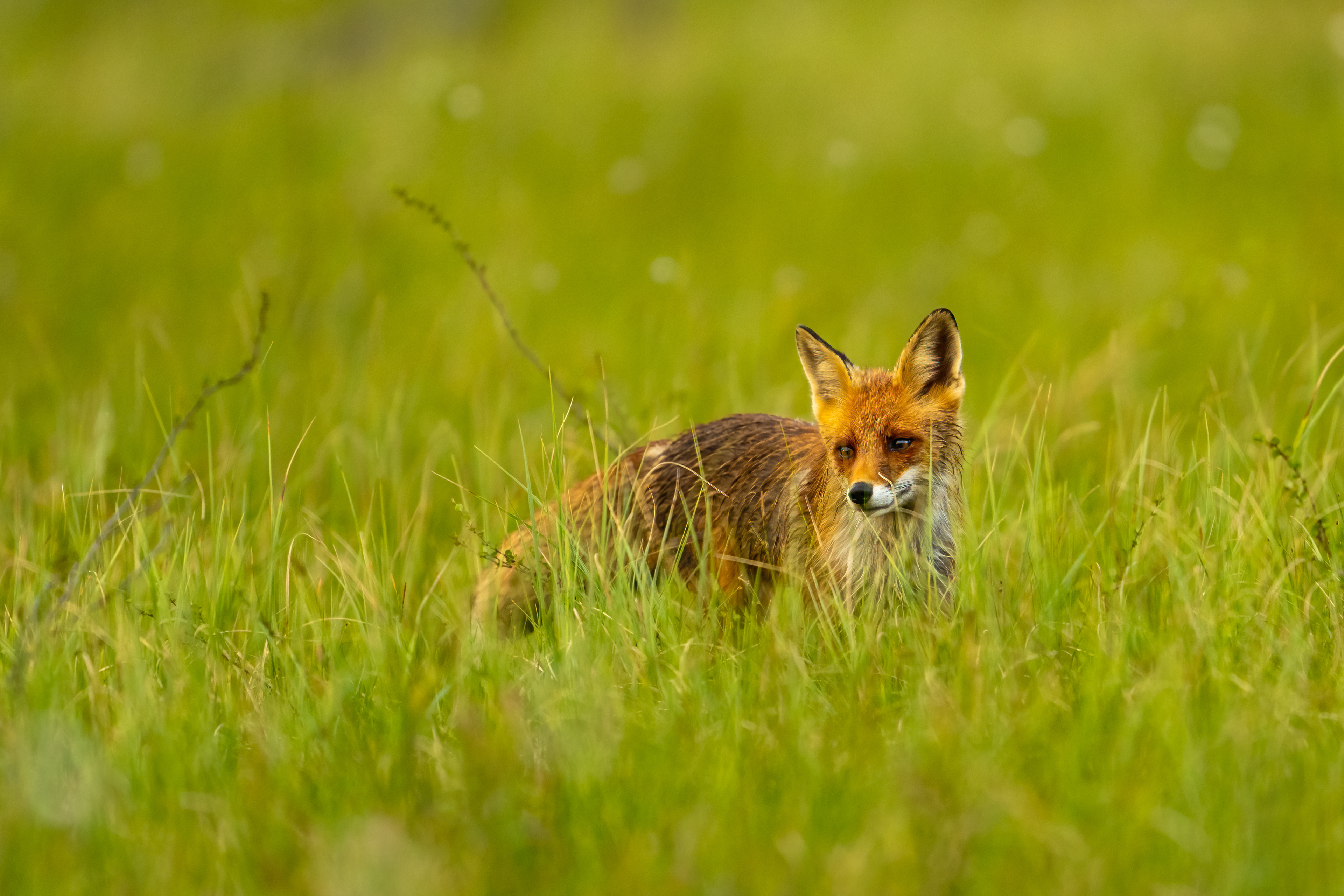Liška obecná (Vulpes vulpes), Finsko, 06/2024