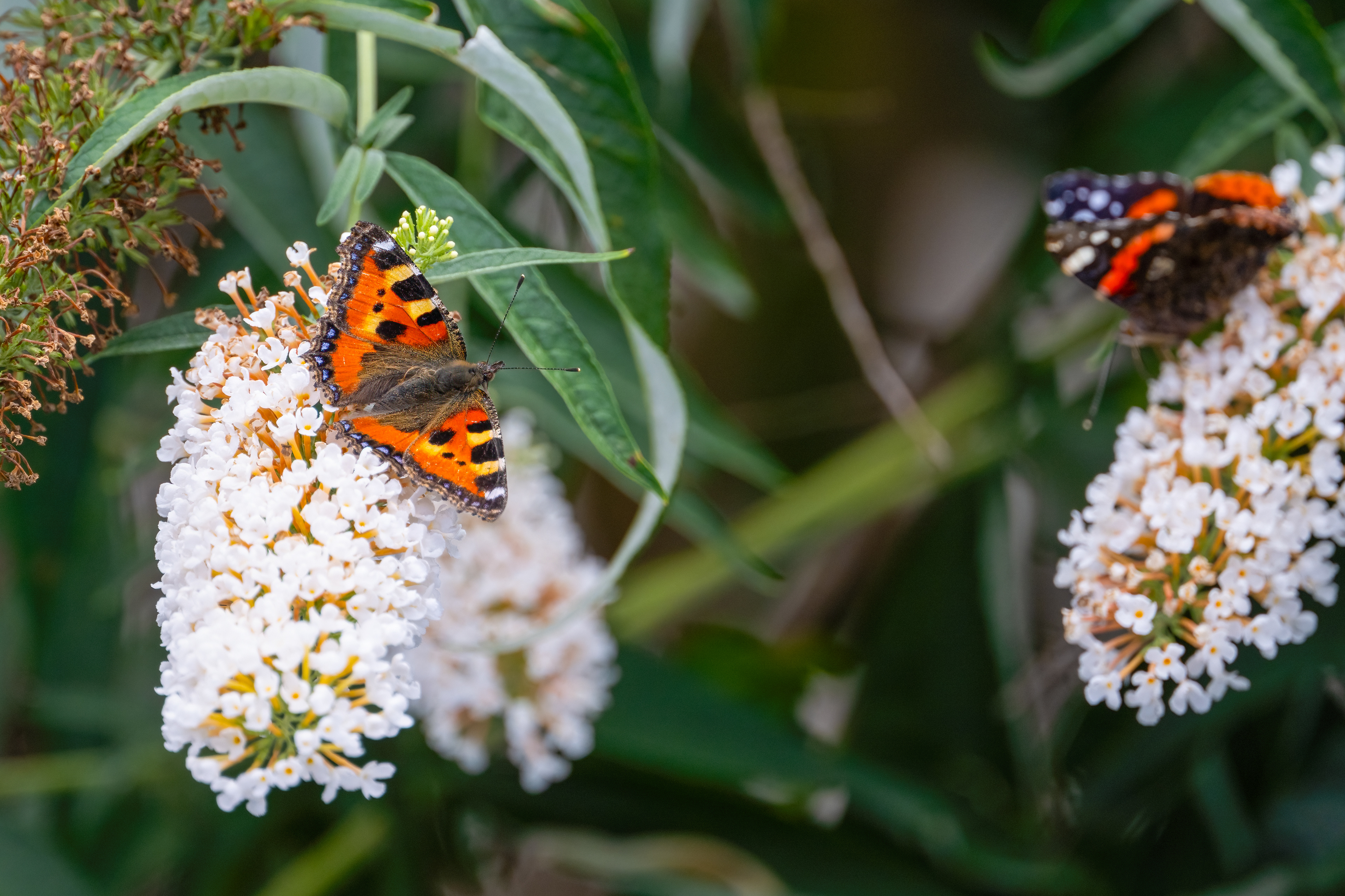 Babočka kopřivová (Aglais urticae), Pyšely, 07/2024
