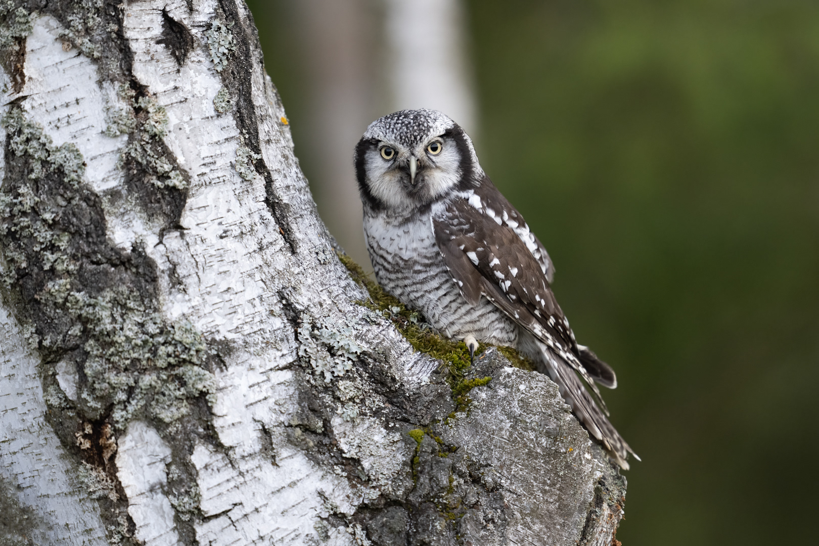 Sovice krahujová (Surnia ulula), Vysočina, 04/2024