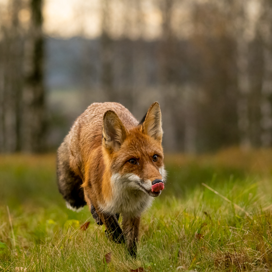 Liška obecná (Vulpes vulpes), Vysočina, 11/2022