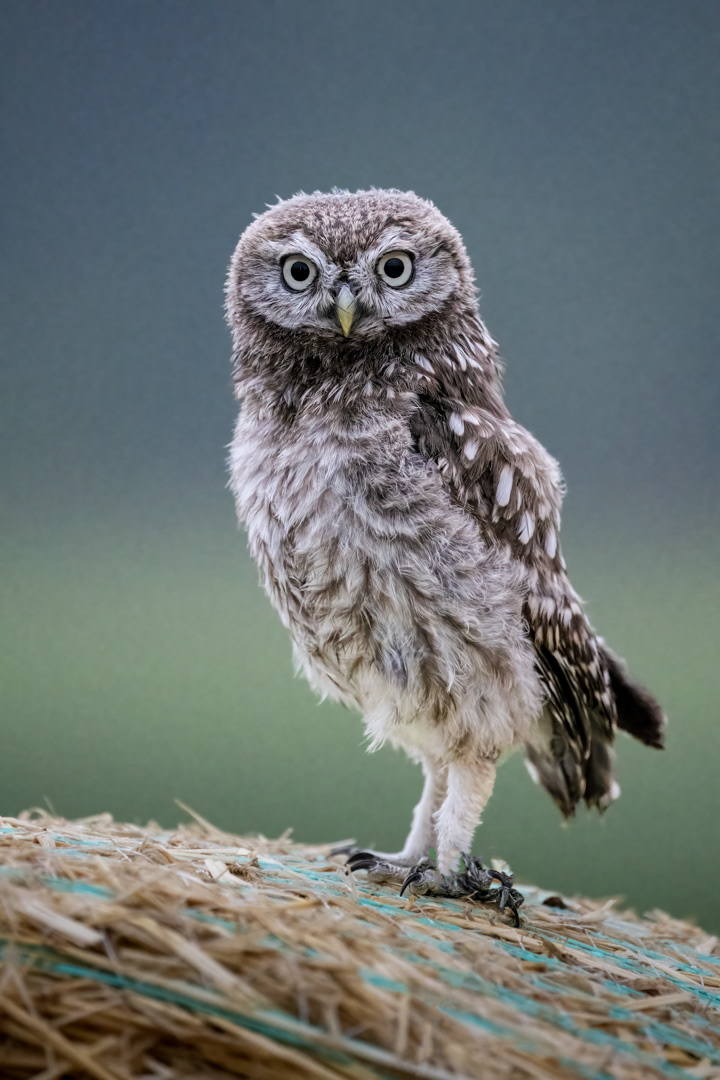 Sýček obecný (Athene noctua), Vysočina, 08/2022