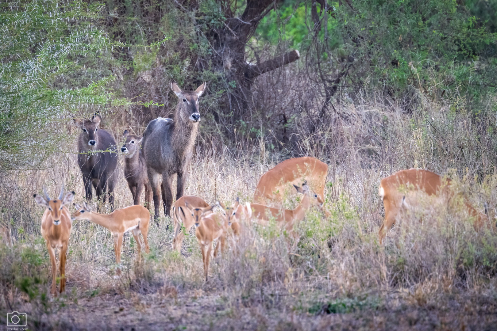 Voduška velká (Kobus ellipsiprymnus), Kenya, 12/2025