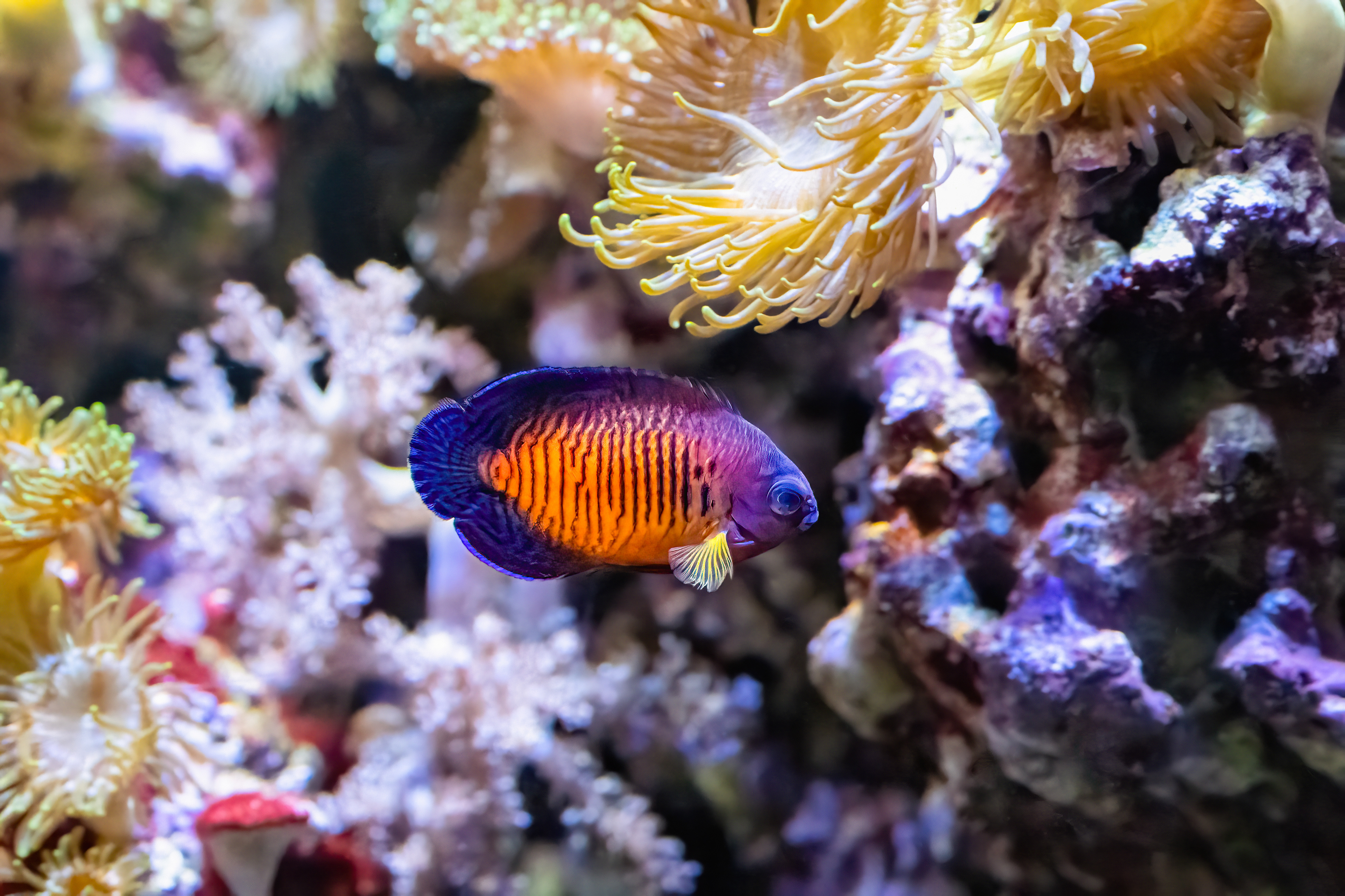 Pomčík dvoutrnný (Centropyge bispinosa)