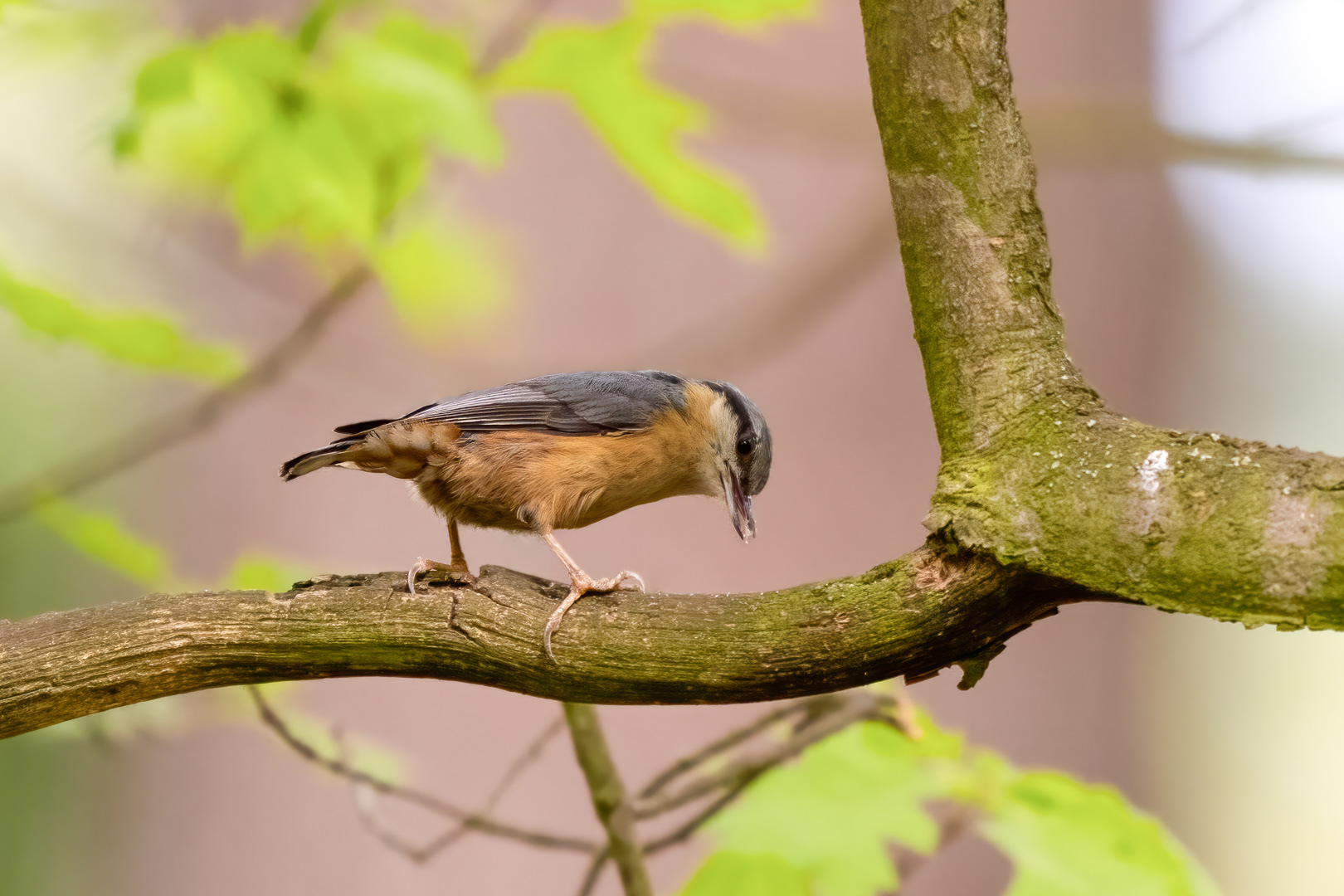 Brhlík lesní (Sitta europaea), Štěpánka, 04/2024