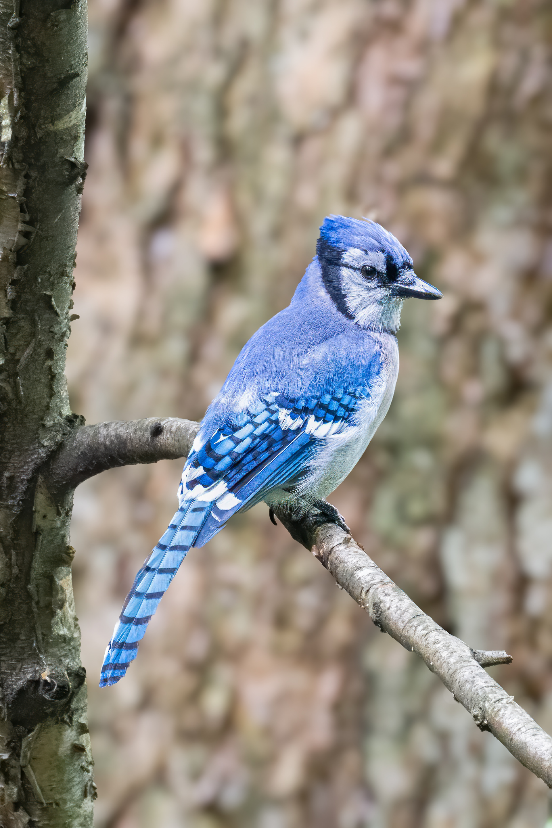Sojka chocholatá (Blue jay, Cyanocitta cristata), Central Park, New York, USA, 05/2025