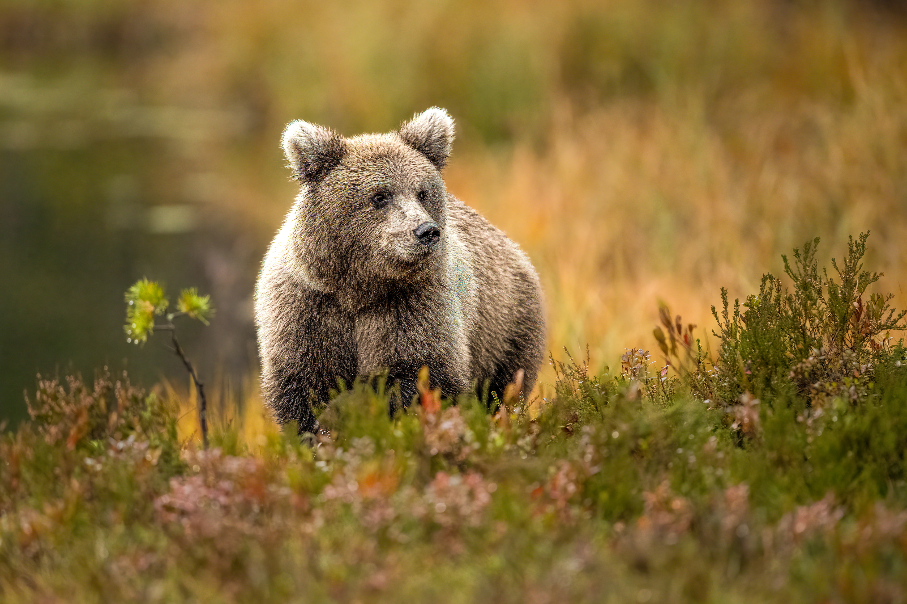 Medvěd hnědý (Ursus arctos), Finsko, 09/2022