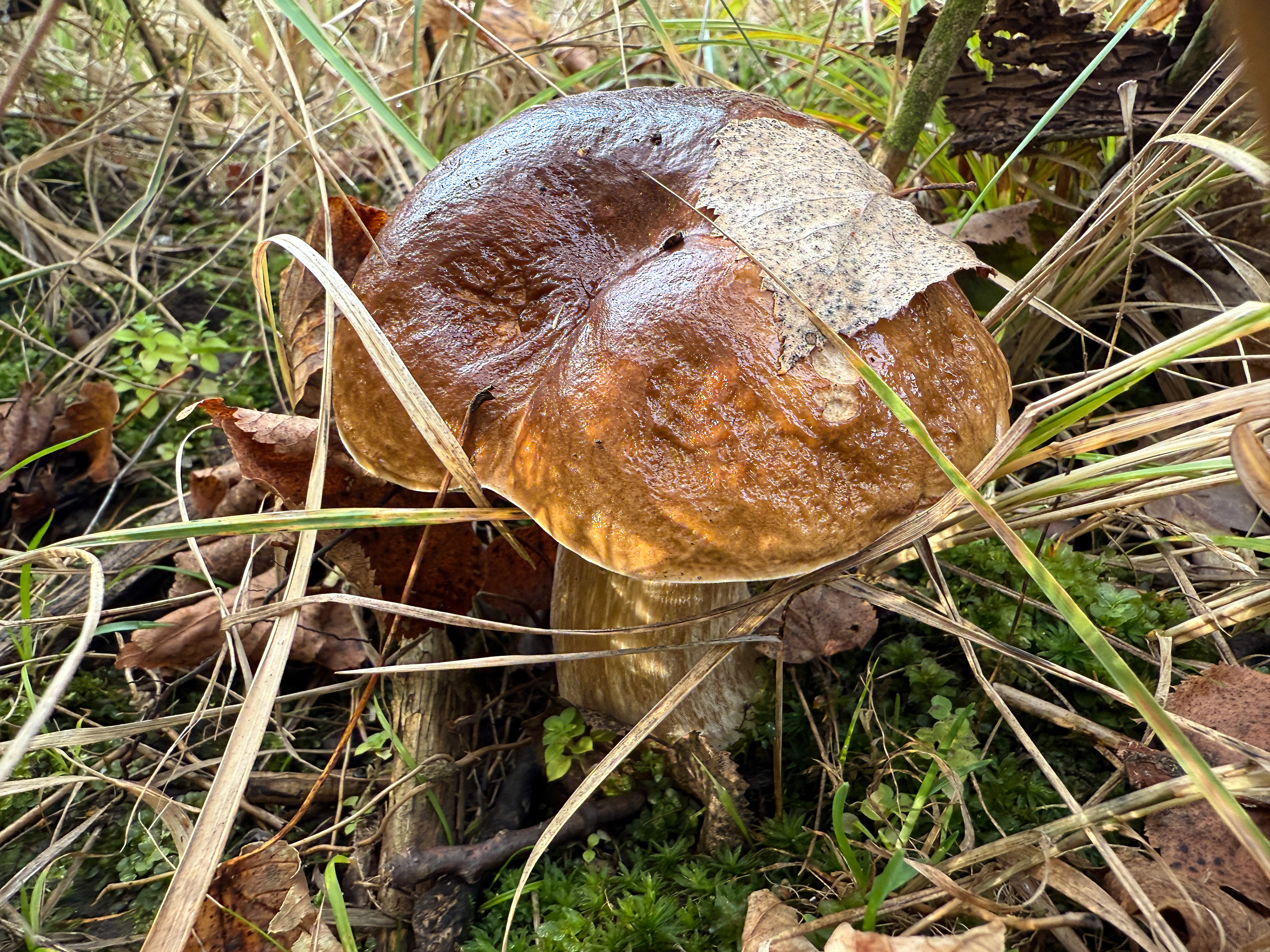 Hřib smrkový (Boletus edulis)