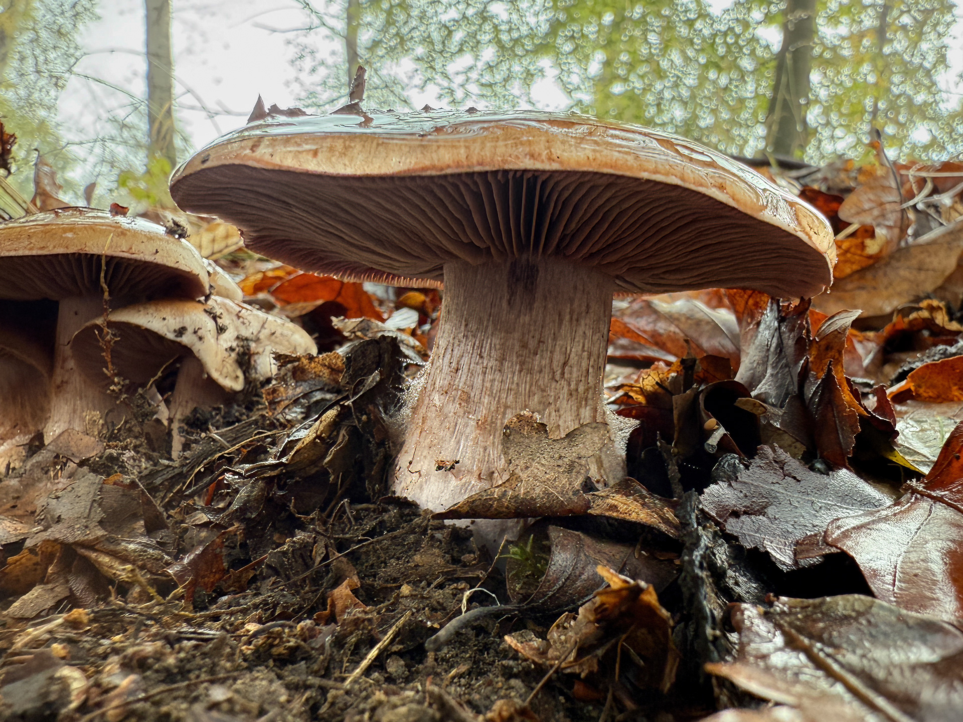 Pavučinec (Cortinarius glaucopus?)